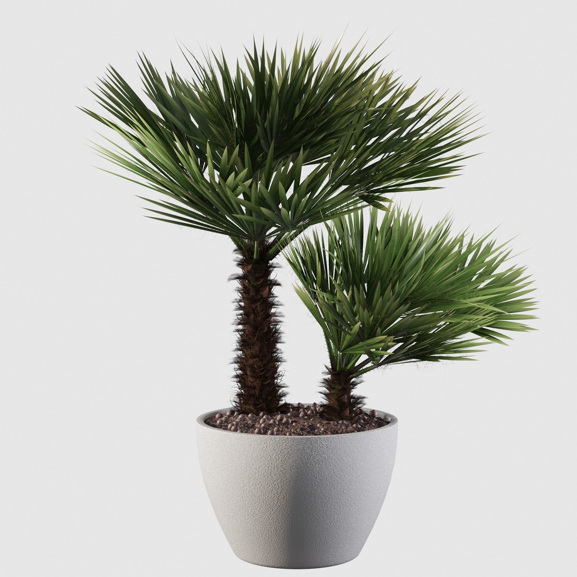 Chamaerops palm 04 3D model_11