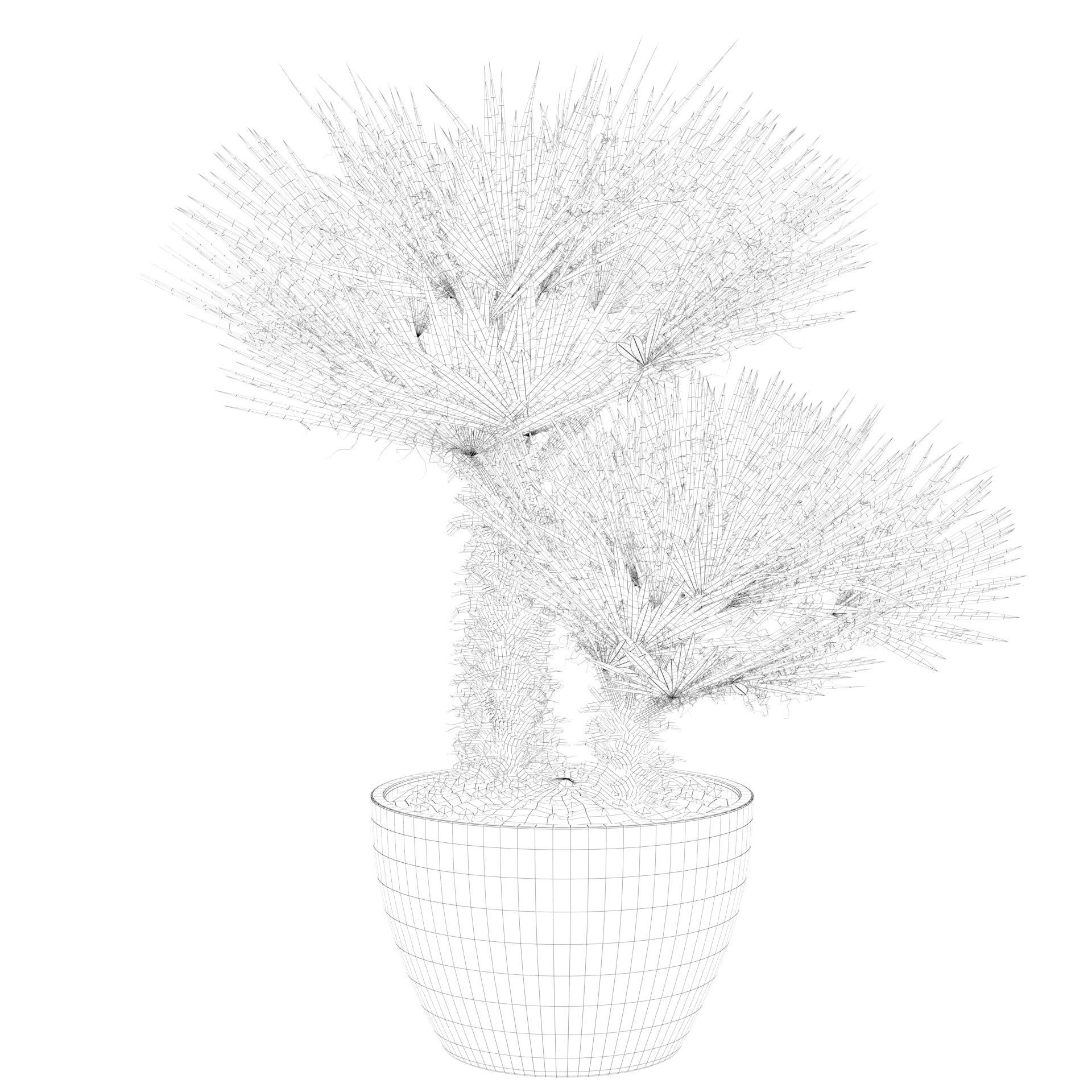 Chamaerops palm 04 3D model_40