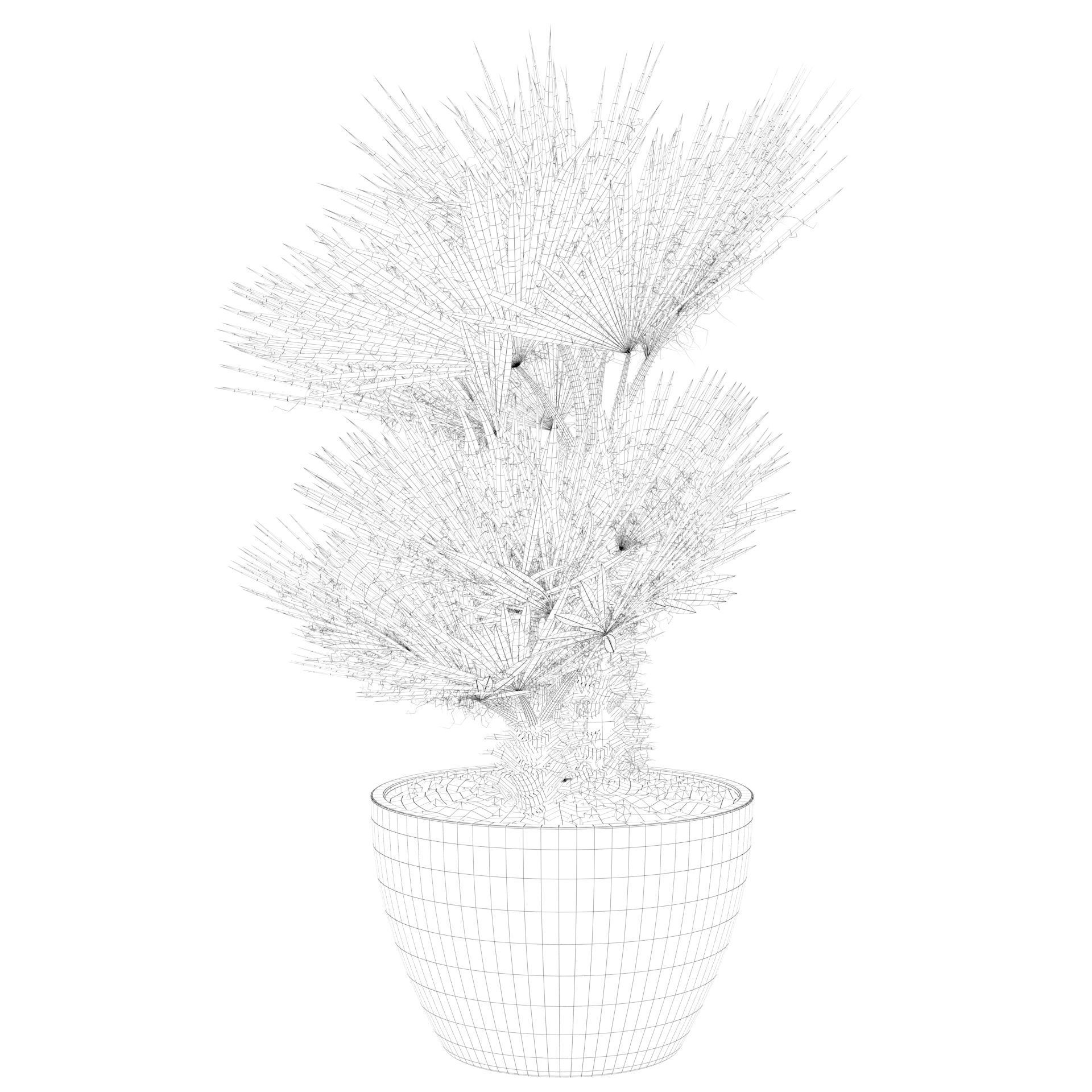 Chamaerops palm 04 3D model_60