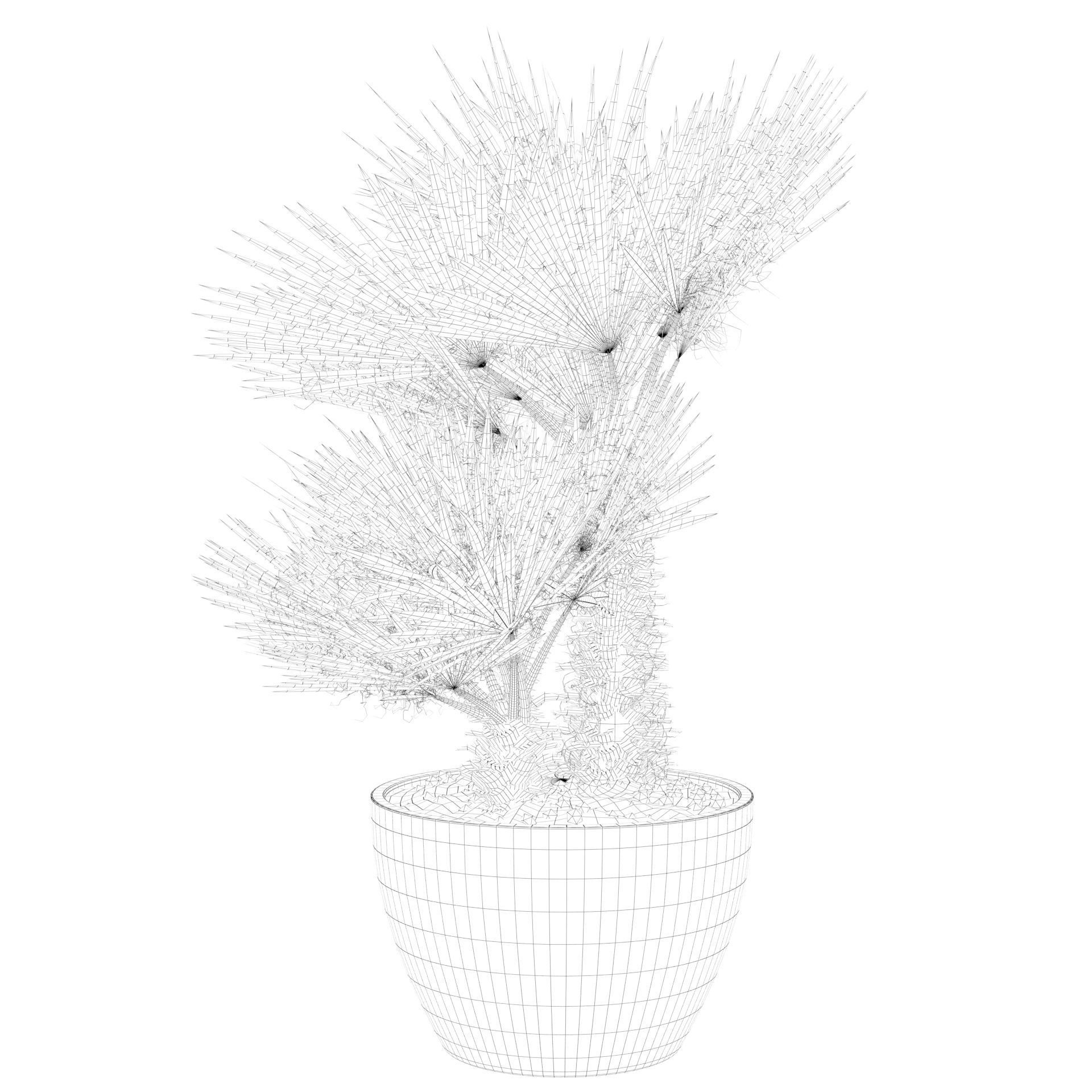 Chamaerops palm 04 3D model_59