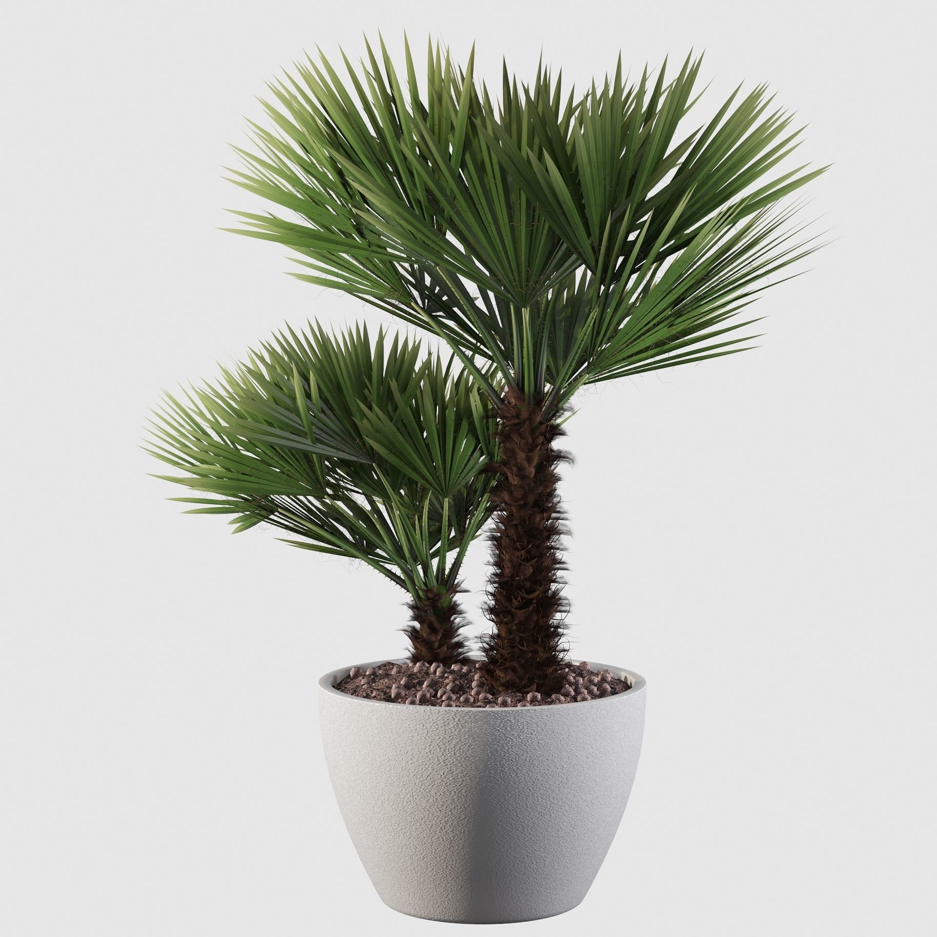 Chamaerops palm 04 3D model_21