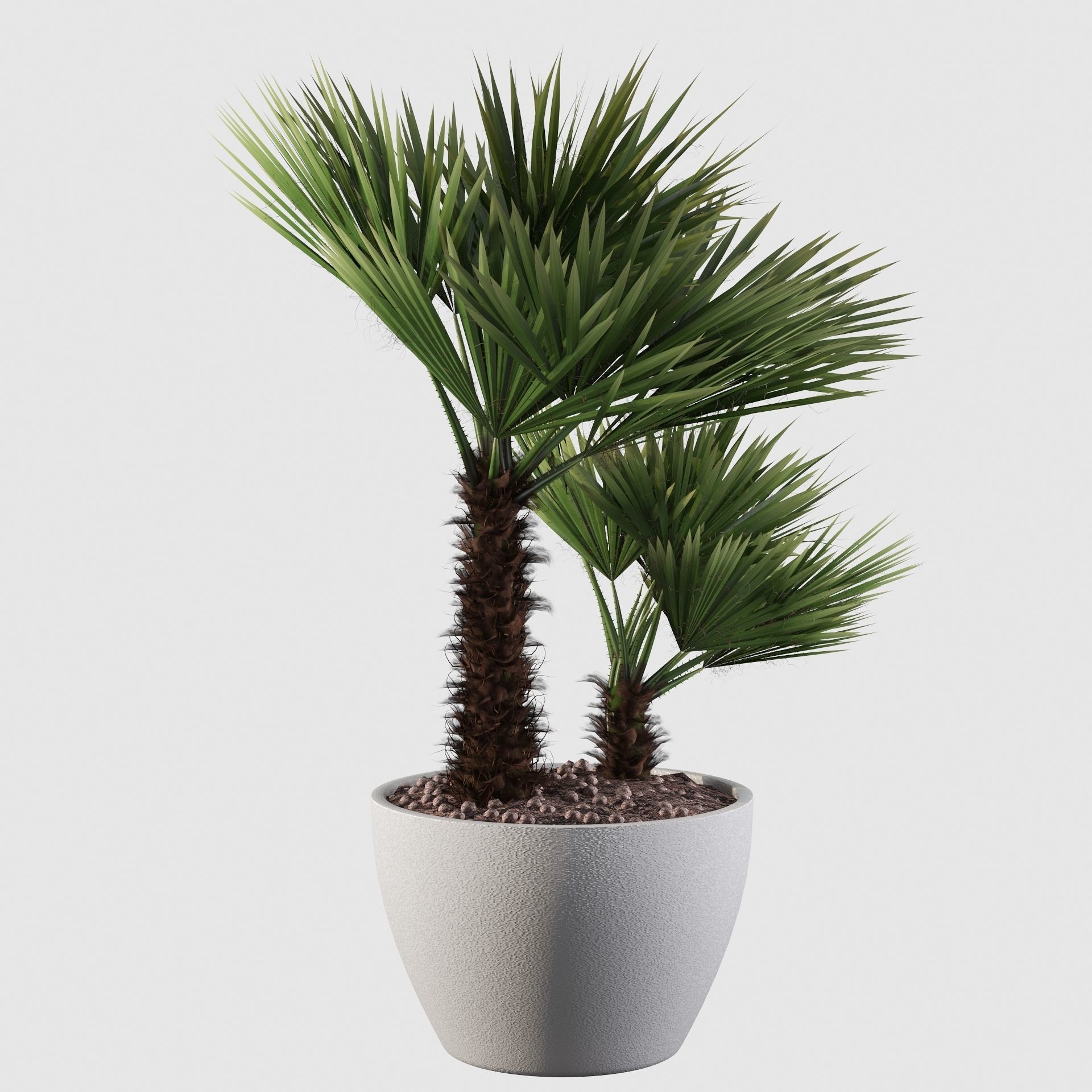 Chamaerops palm 04 3D model_16