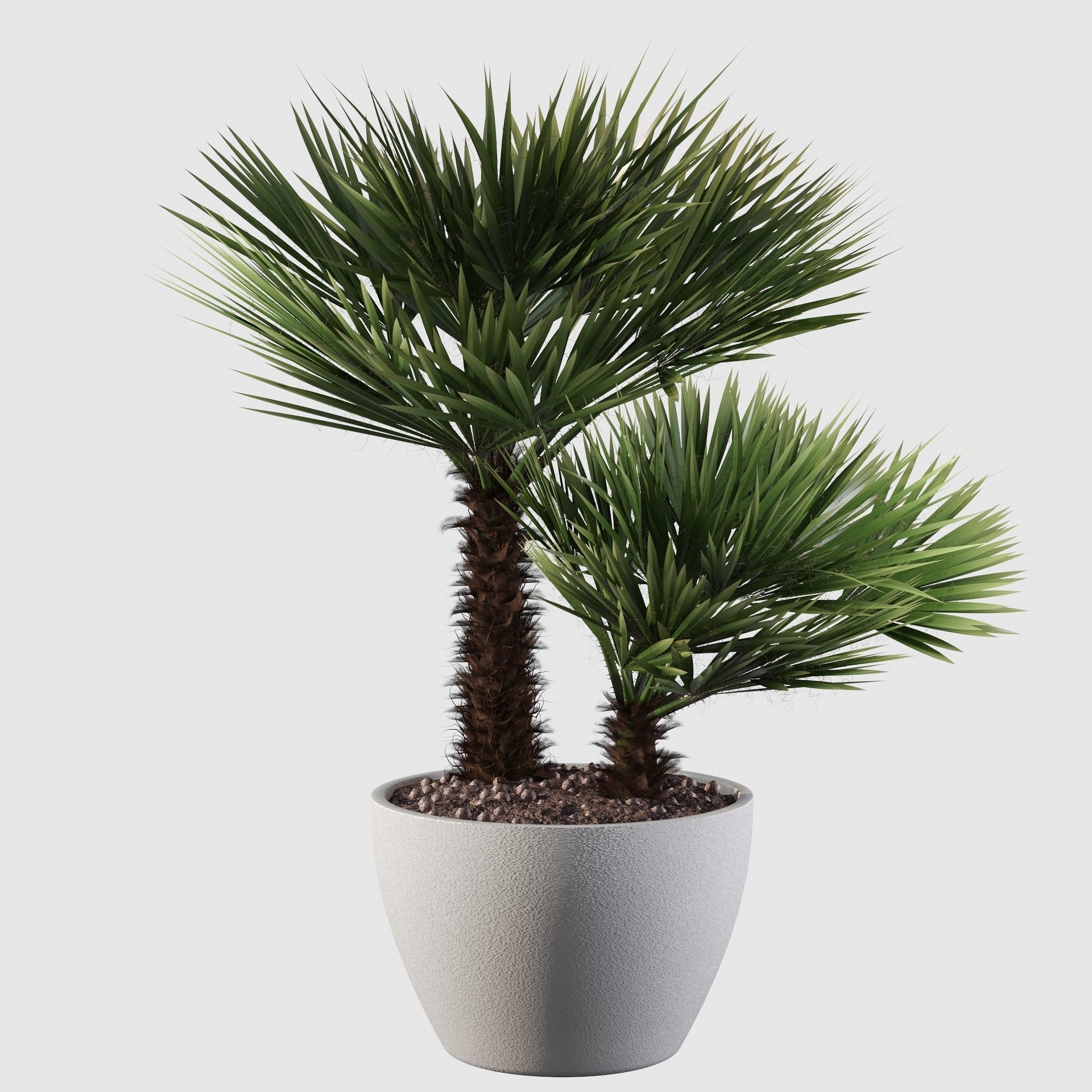 Chamaerops palm 04 3D model_9