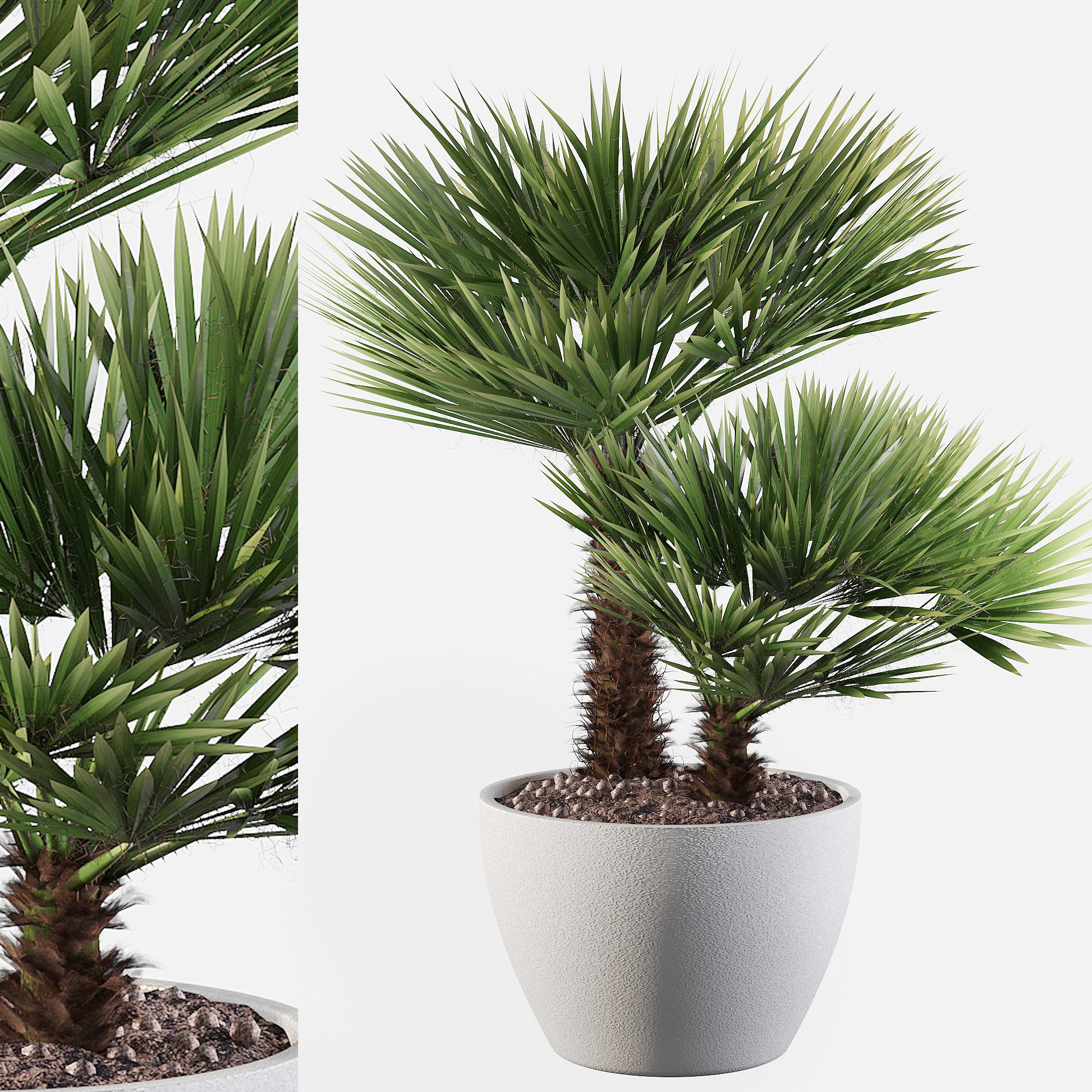 Chamaerops palm 04 3D model_1
