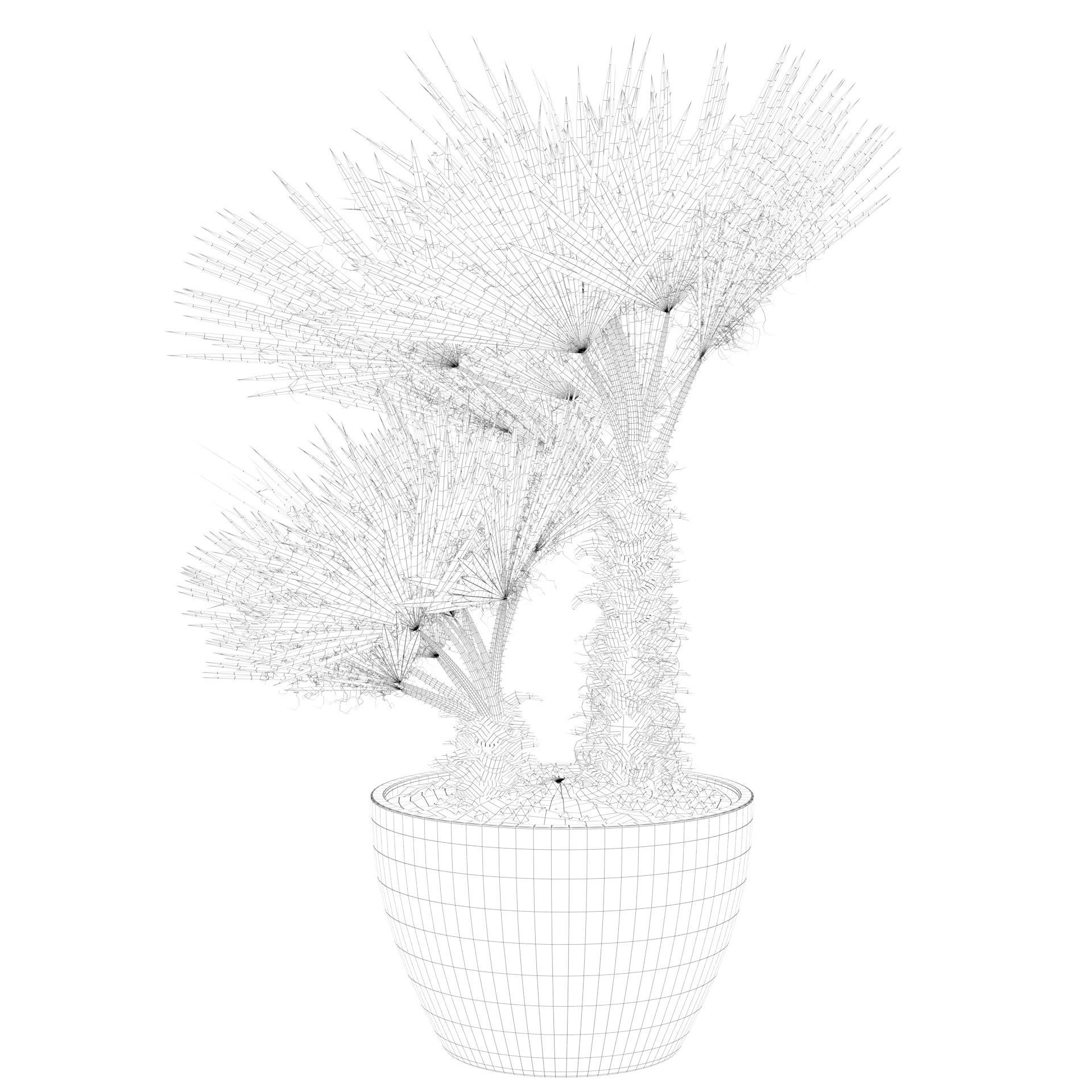 Chamaerops palm 04 3D model_57