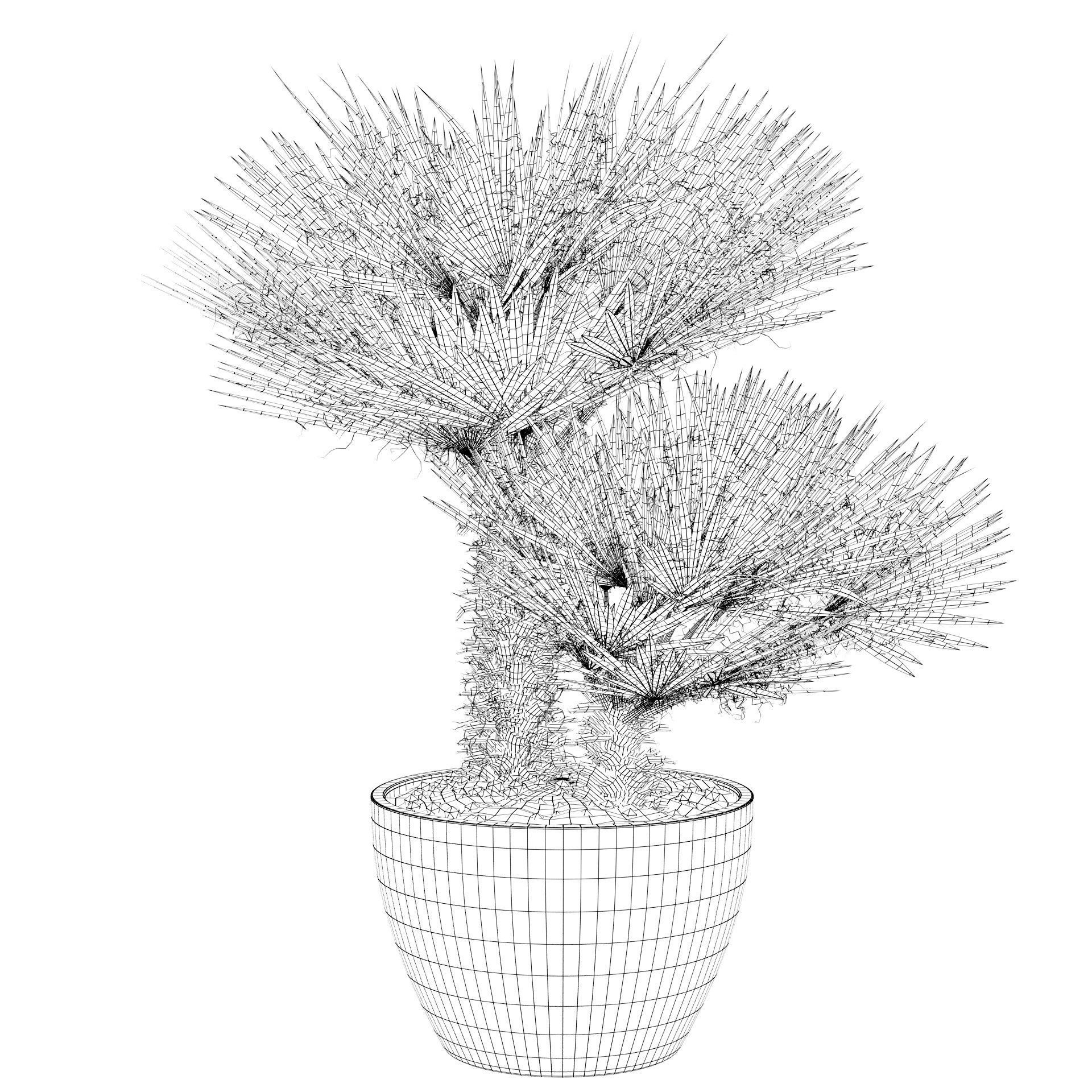 Chamaerops palm 04 3D model_4