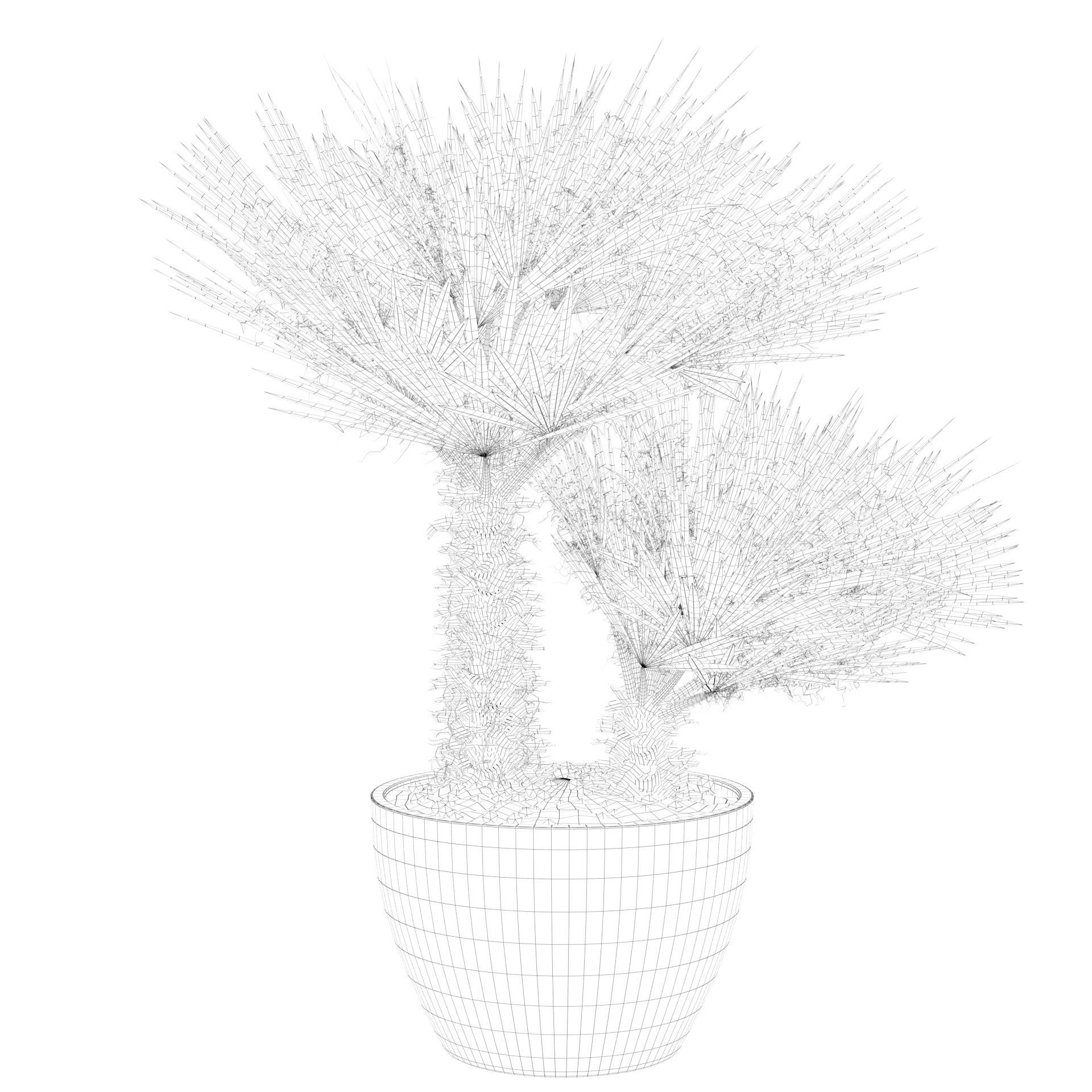 Chamaerops palm 04 3D model_42