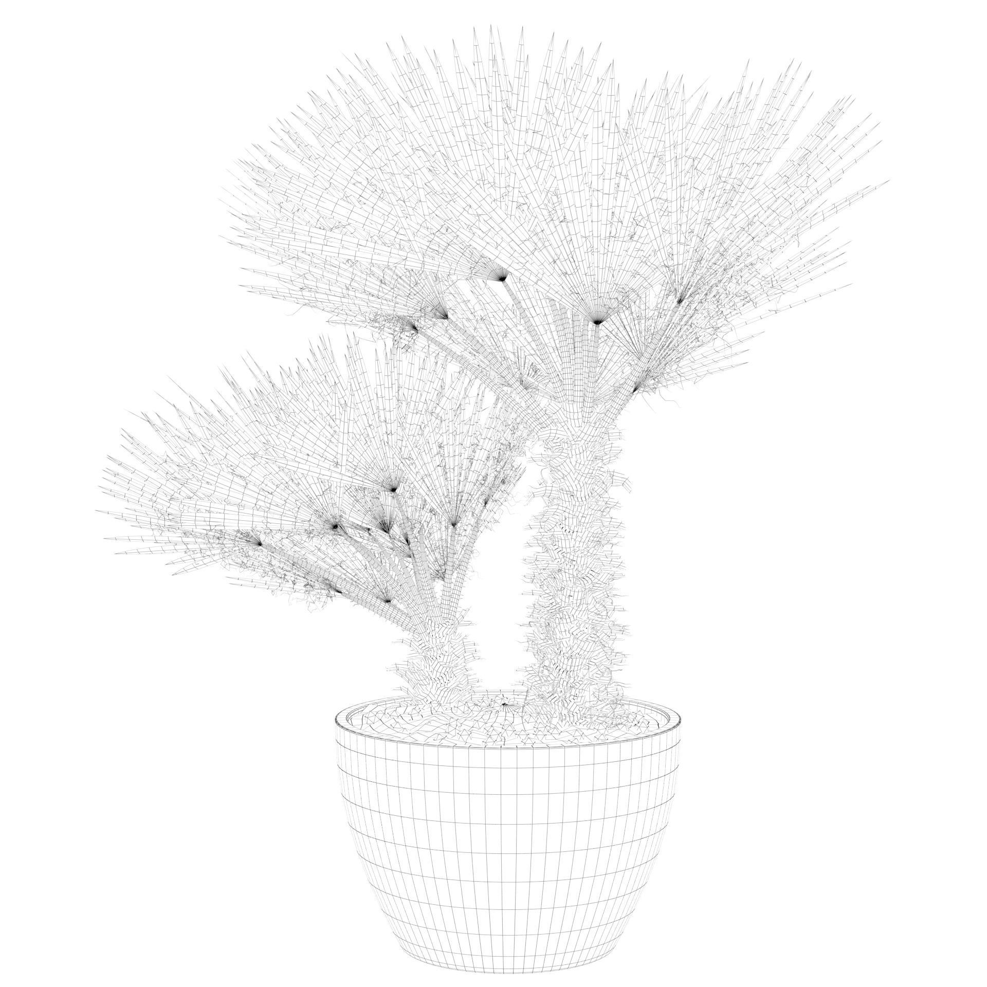 Chamaerops palm 04 3D model_54