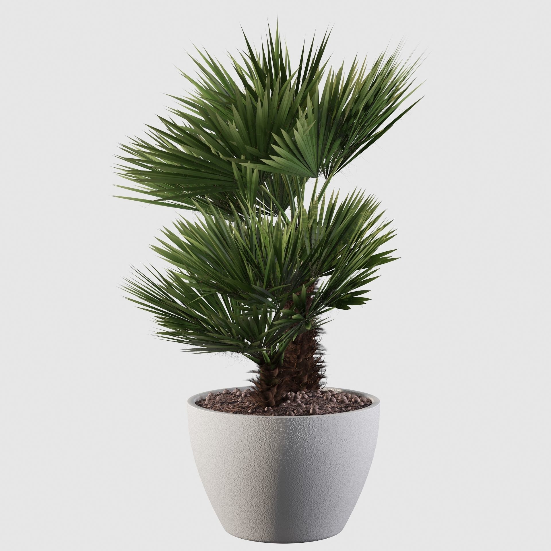 Chamaerops palm 04 3D model_28