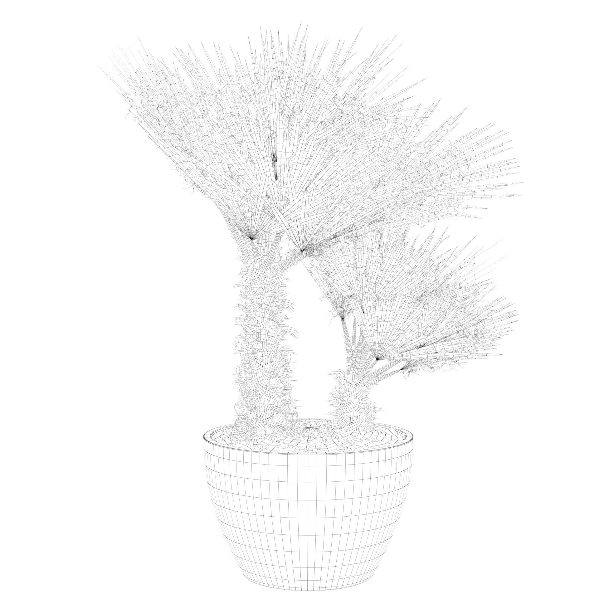 Chamaerops palm 04 3D model_46