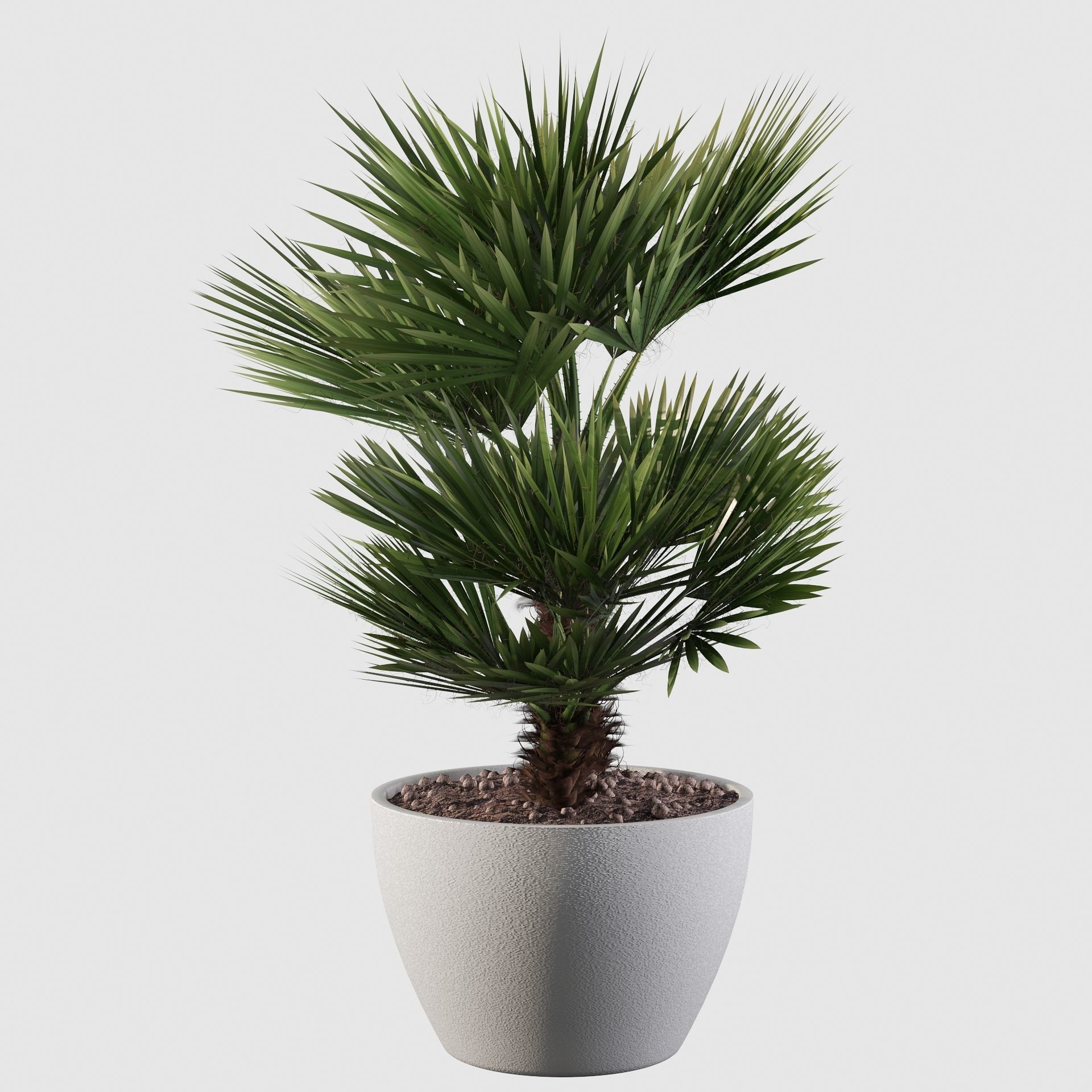 Chamaerops palm 04 3D model_30