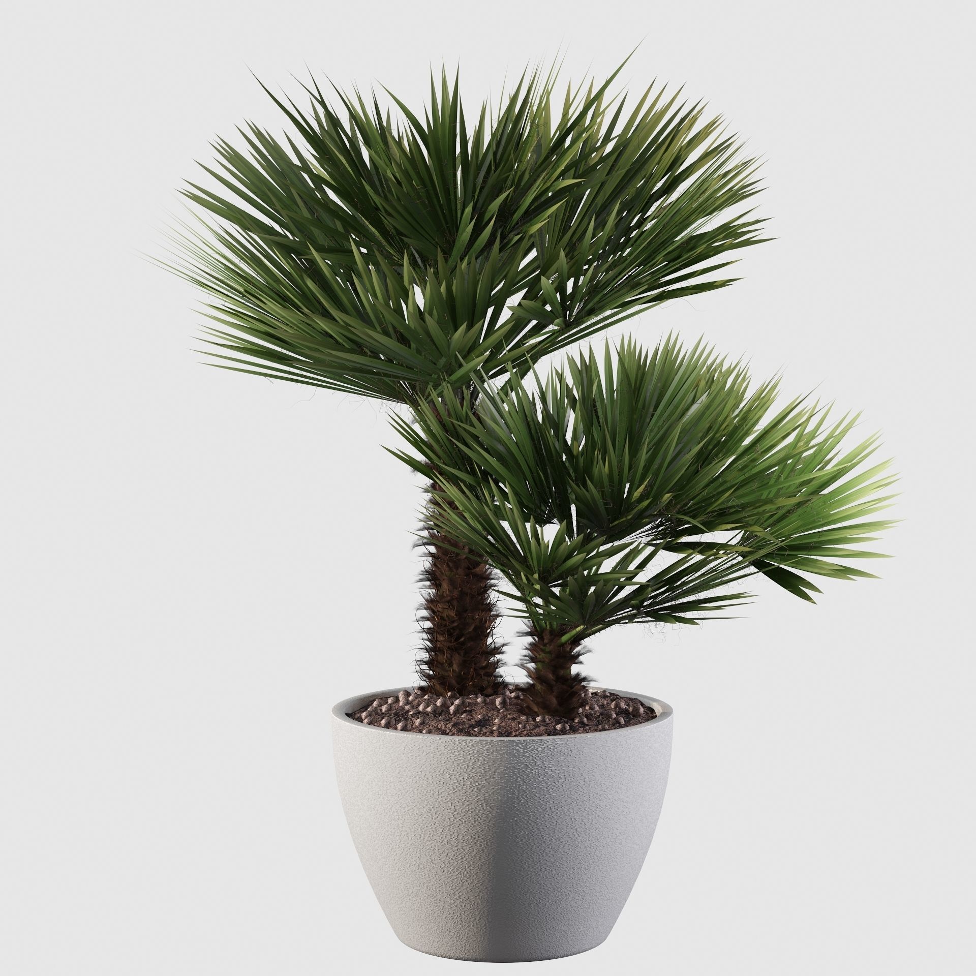 Chamaerops palm 04 3D model_6