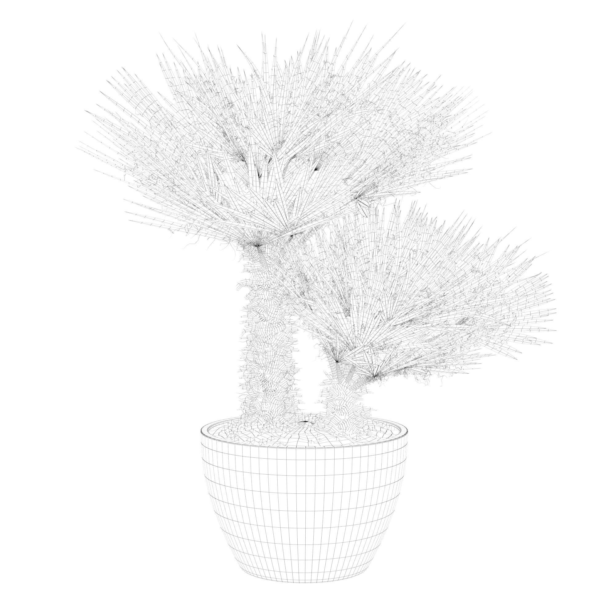 Chamaerops palm 04 3D model_41