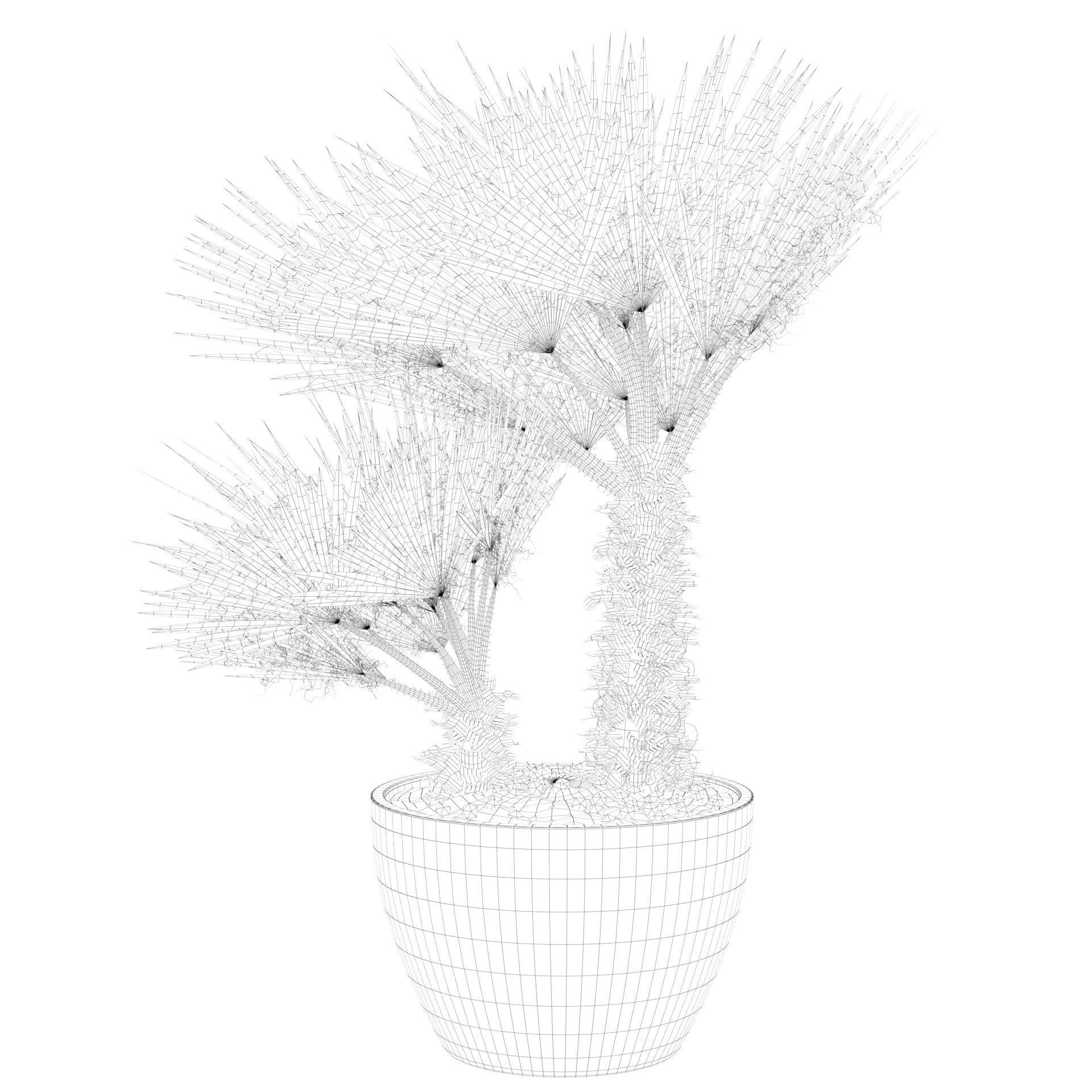 Chamaerops palm 04 3D model_56
