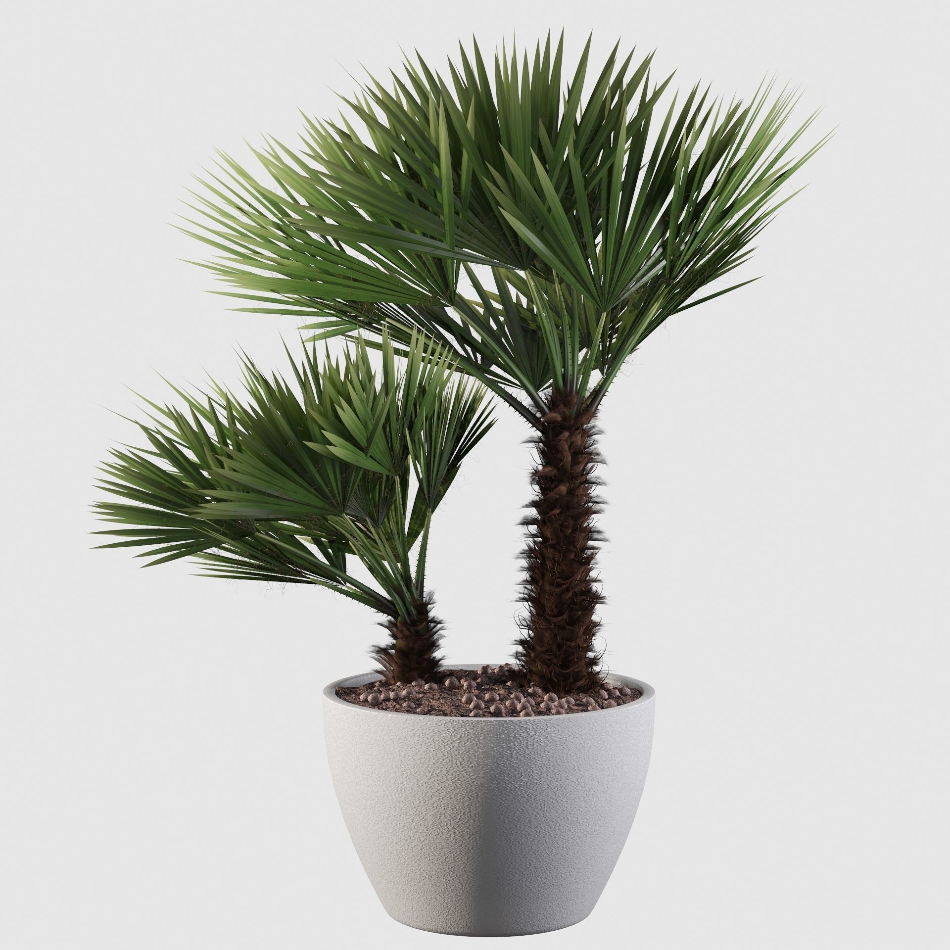 Chamaerops palm 04 3D model_23