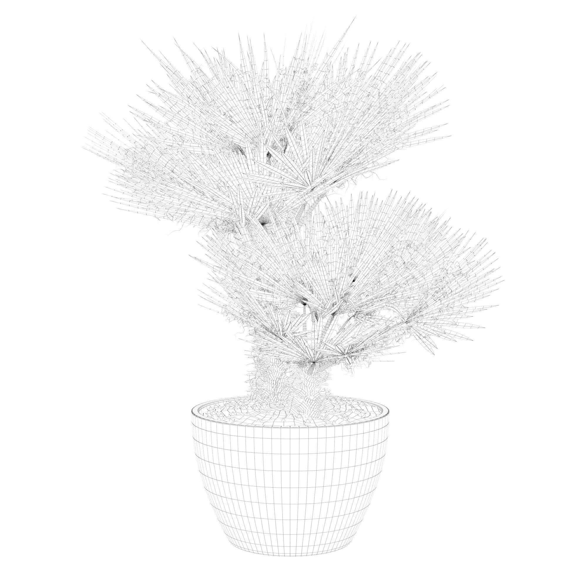 Chamaerops palm 04 3D model_64