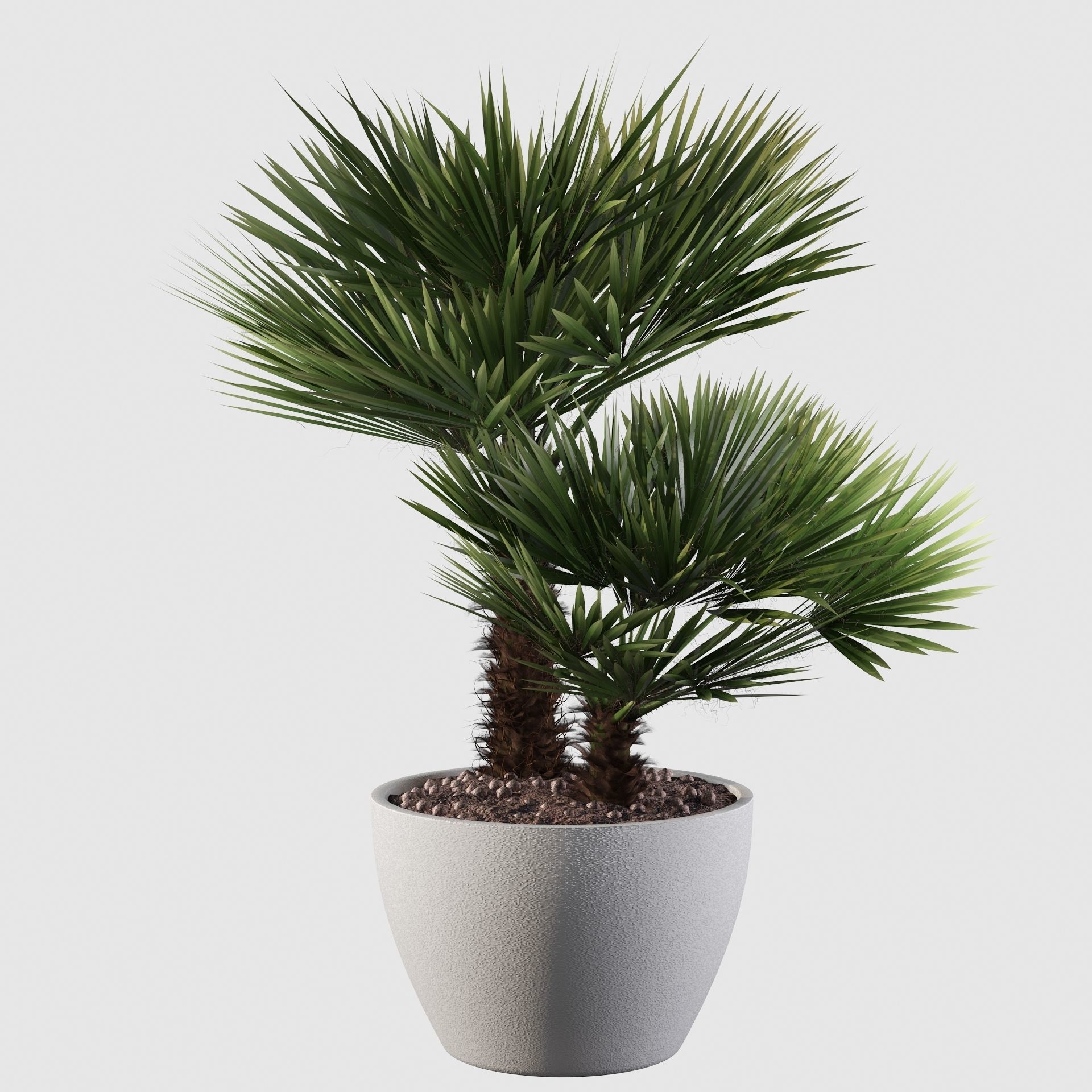 Chamaerops palm 04 3D model_34