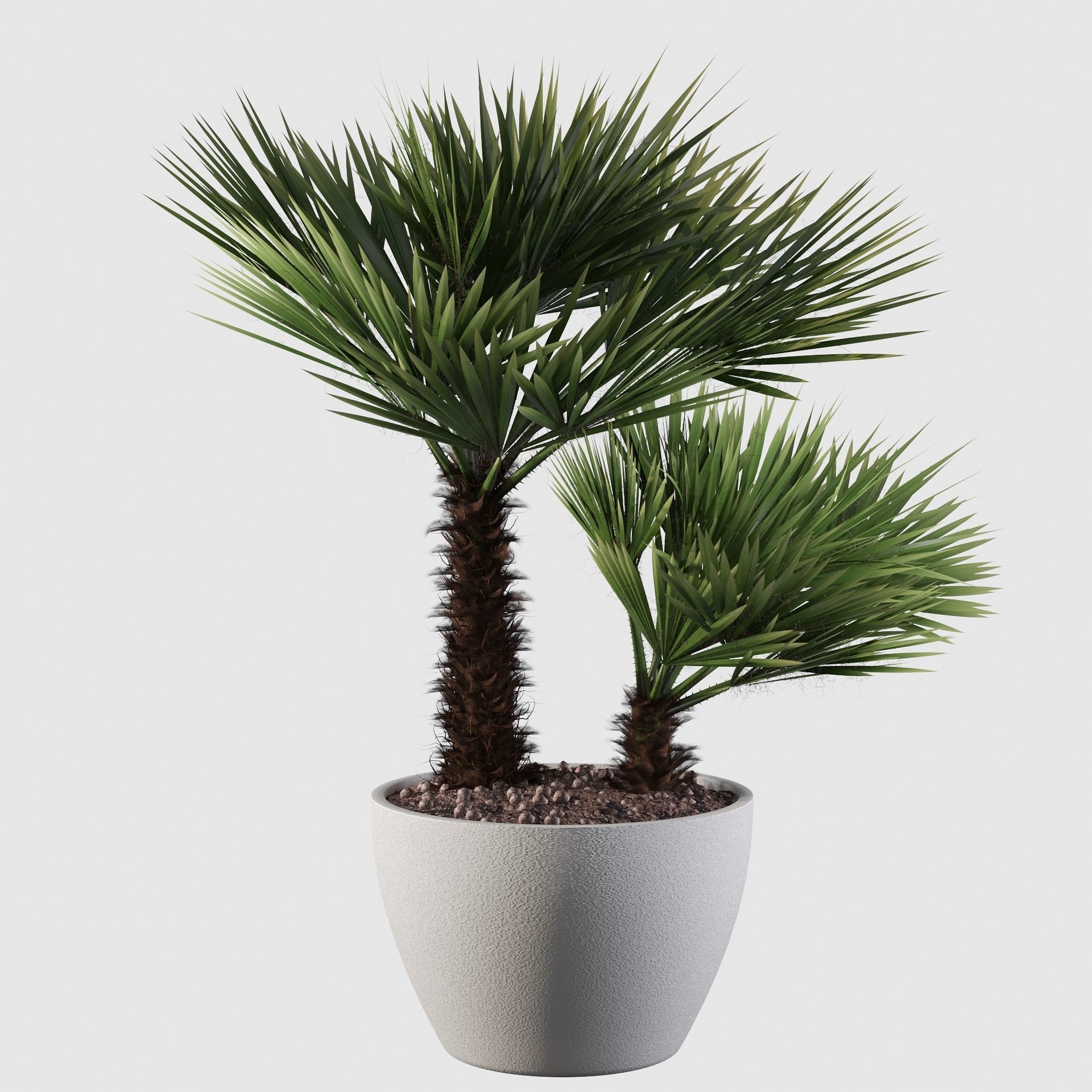 Chamaerops palm 04 3D model_12