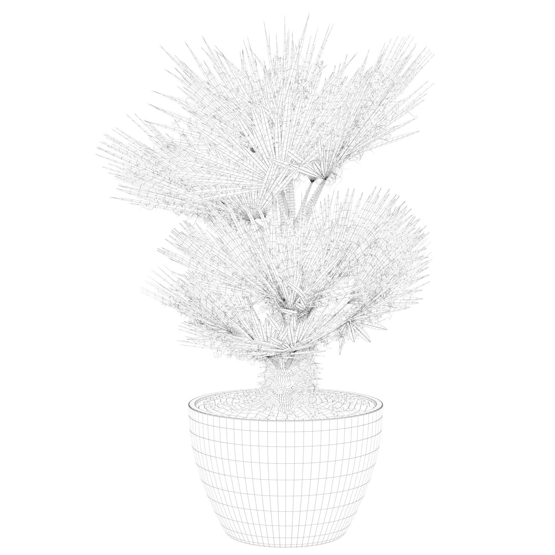 Chamaerops palm 04 3D model_61