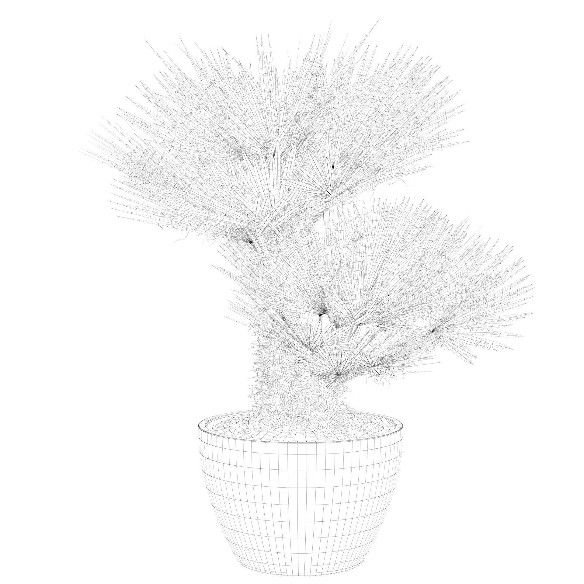 Chamaerops palm 04 3D model_65