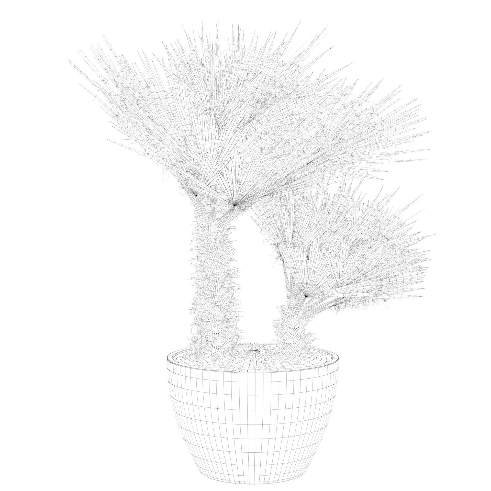 Chamaerops palm 04 3D model_45