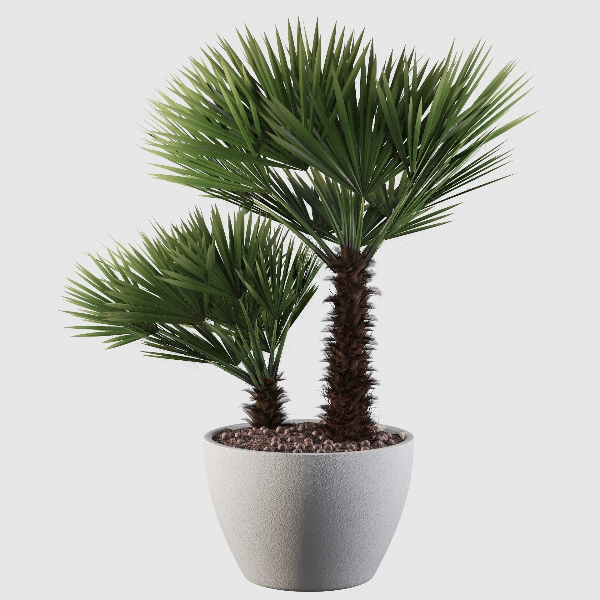 Chamaerops palm 04 3D model_22