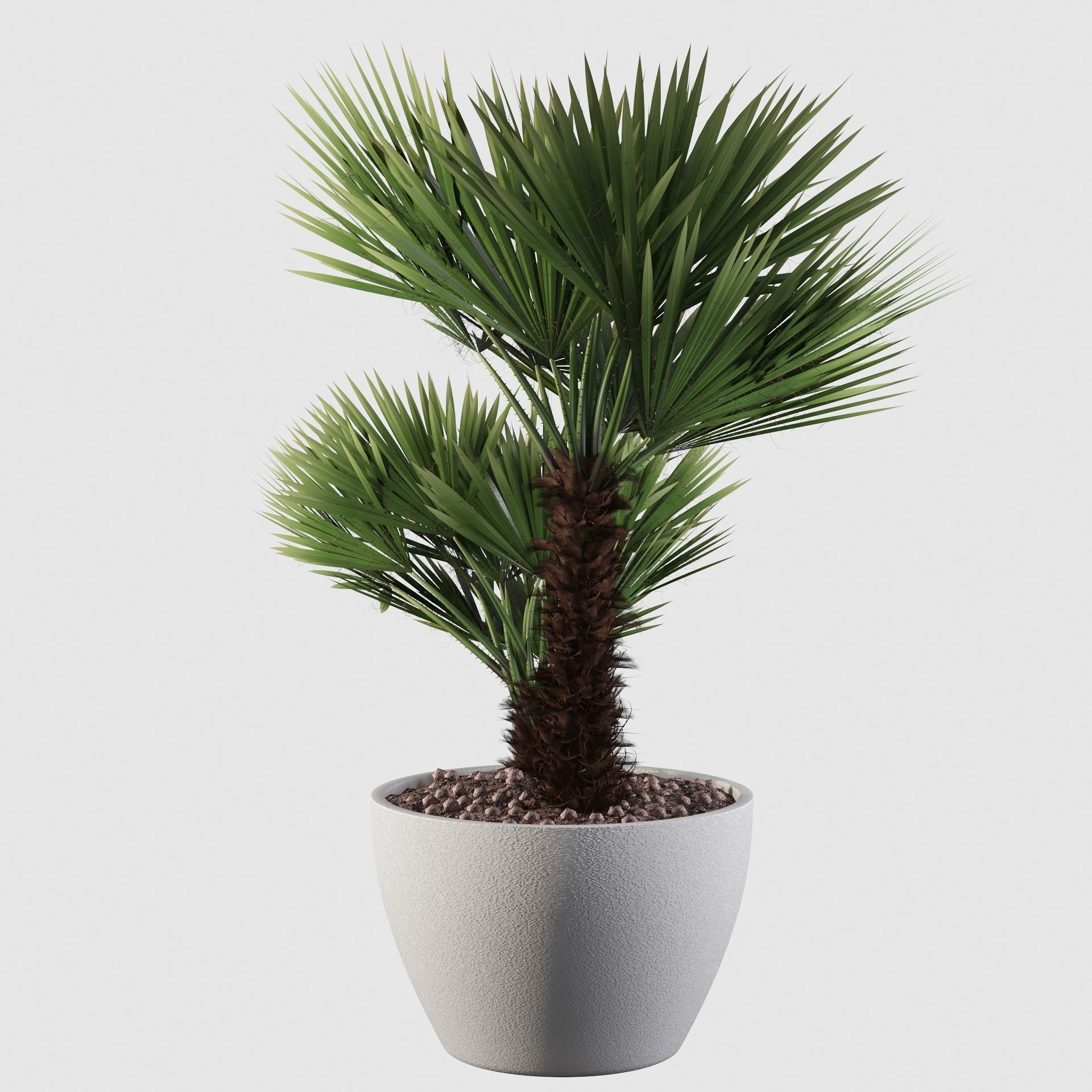 Chamaerops palm 04 3D model_20