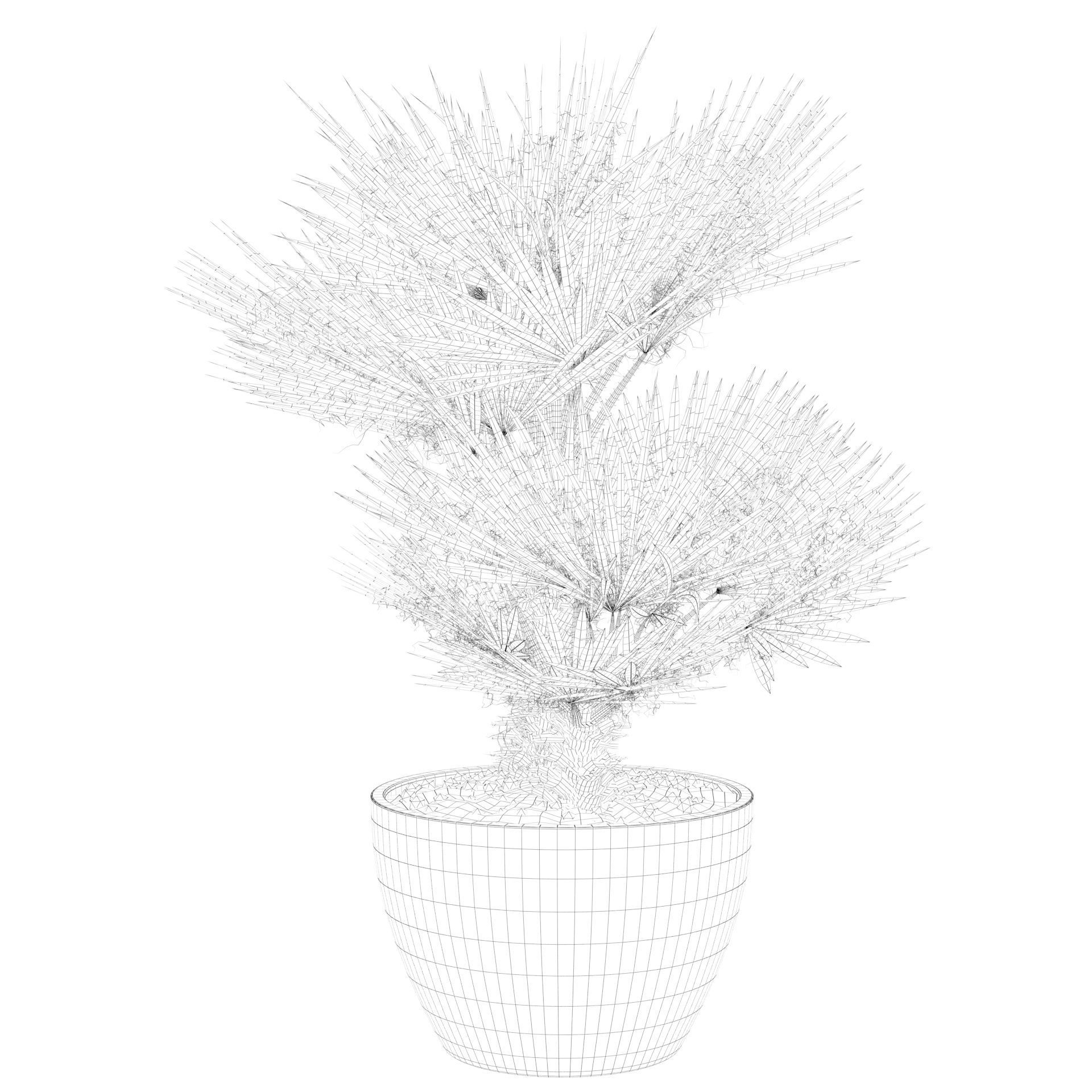 Chamaerops palm 04 3D model_62