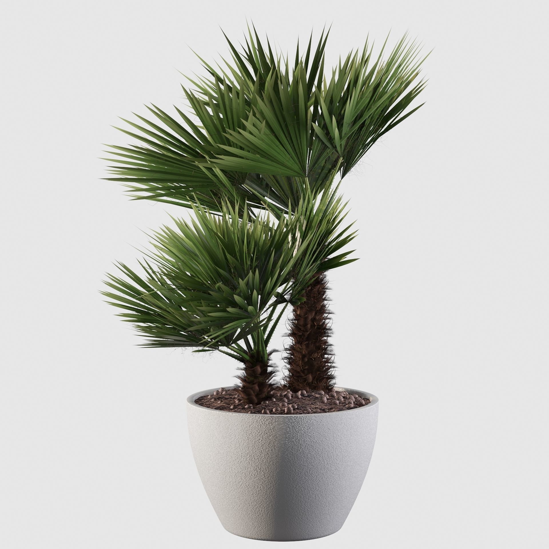 Chamaerops palm 04 3D model_27