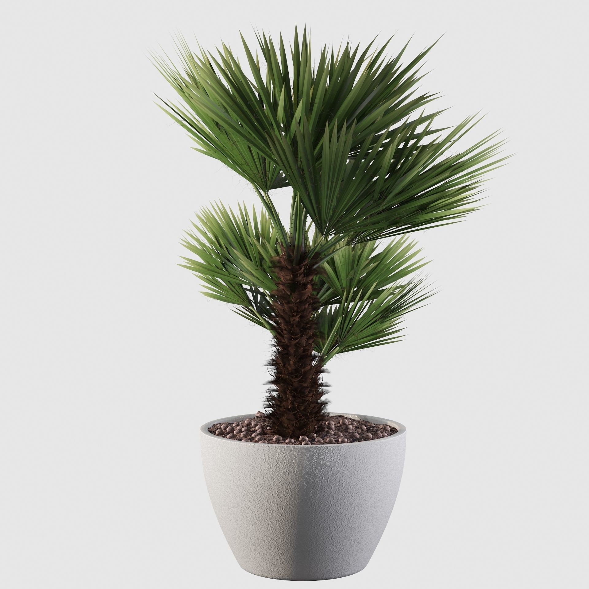 Chamaerops palm 04 3D model_18
