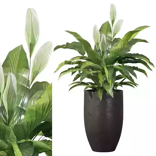 Peace Lily 03