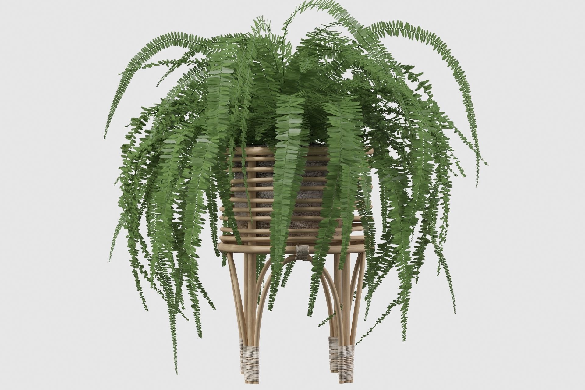 Fern in rattan stand 3D model_23