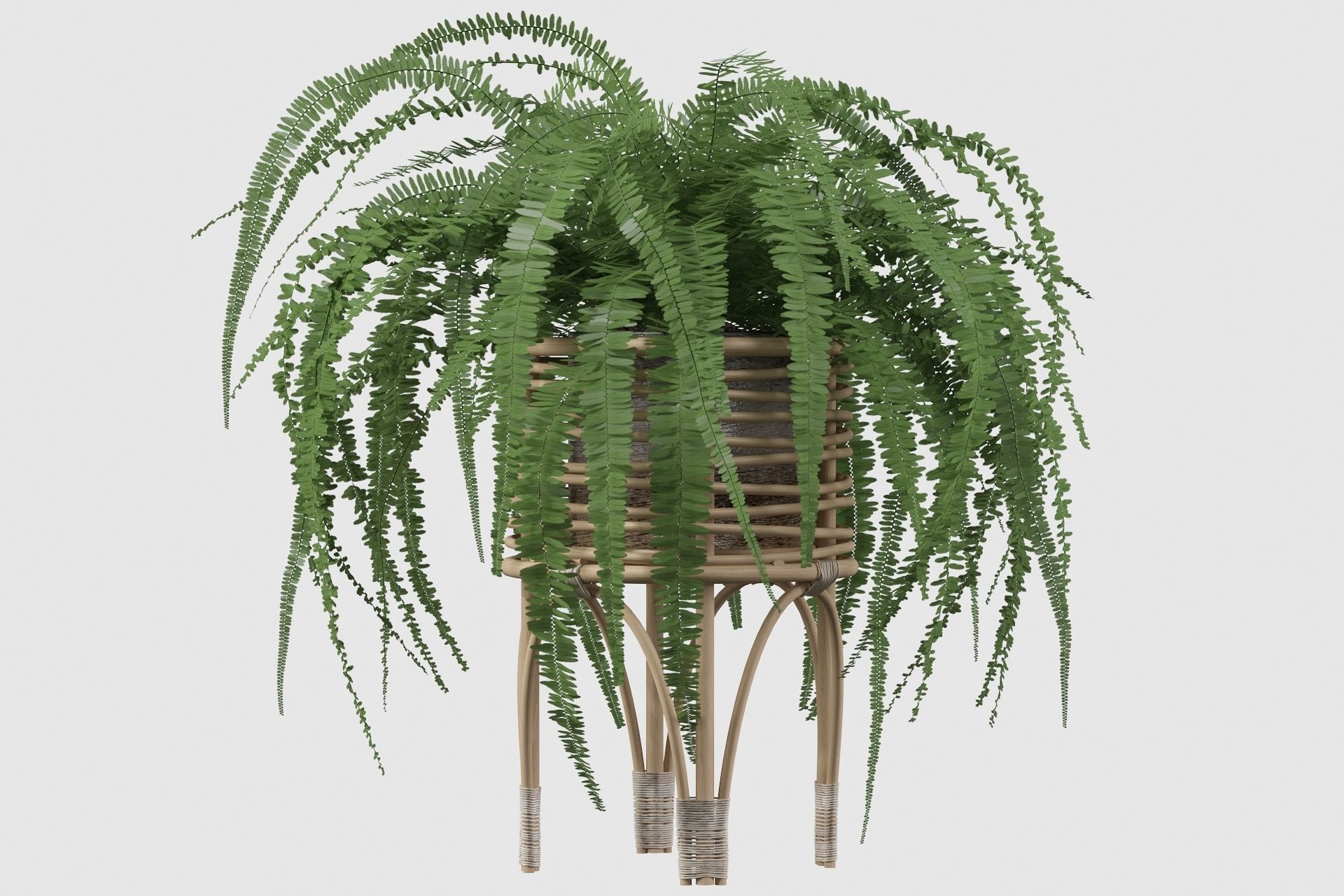 Fern in rattan stand 3D model_22