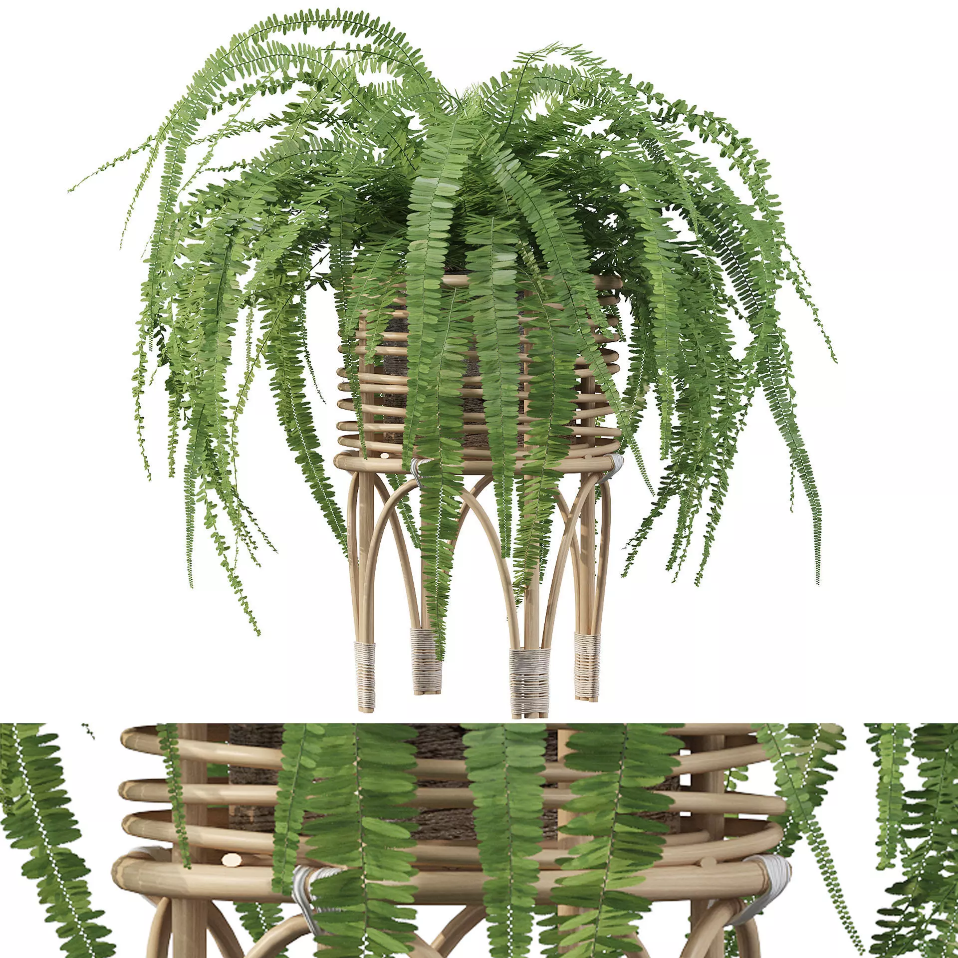Fern in rattan stand 3D model_0