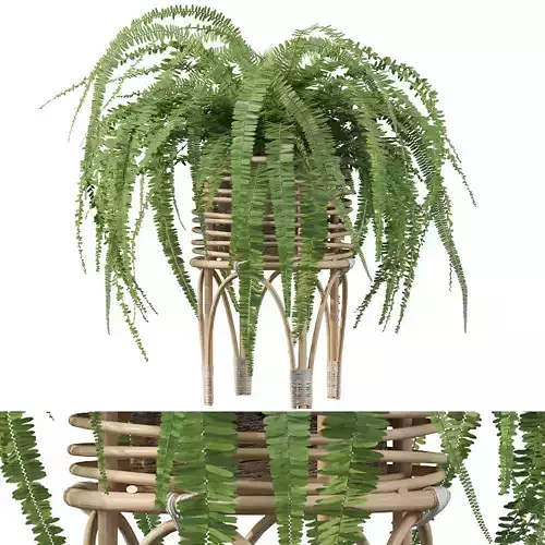 Fern in rattan stand 3D model