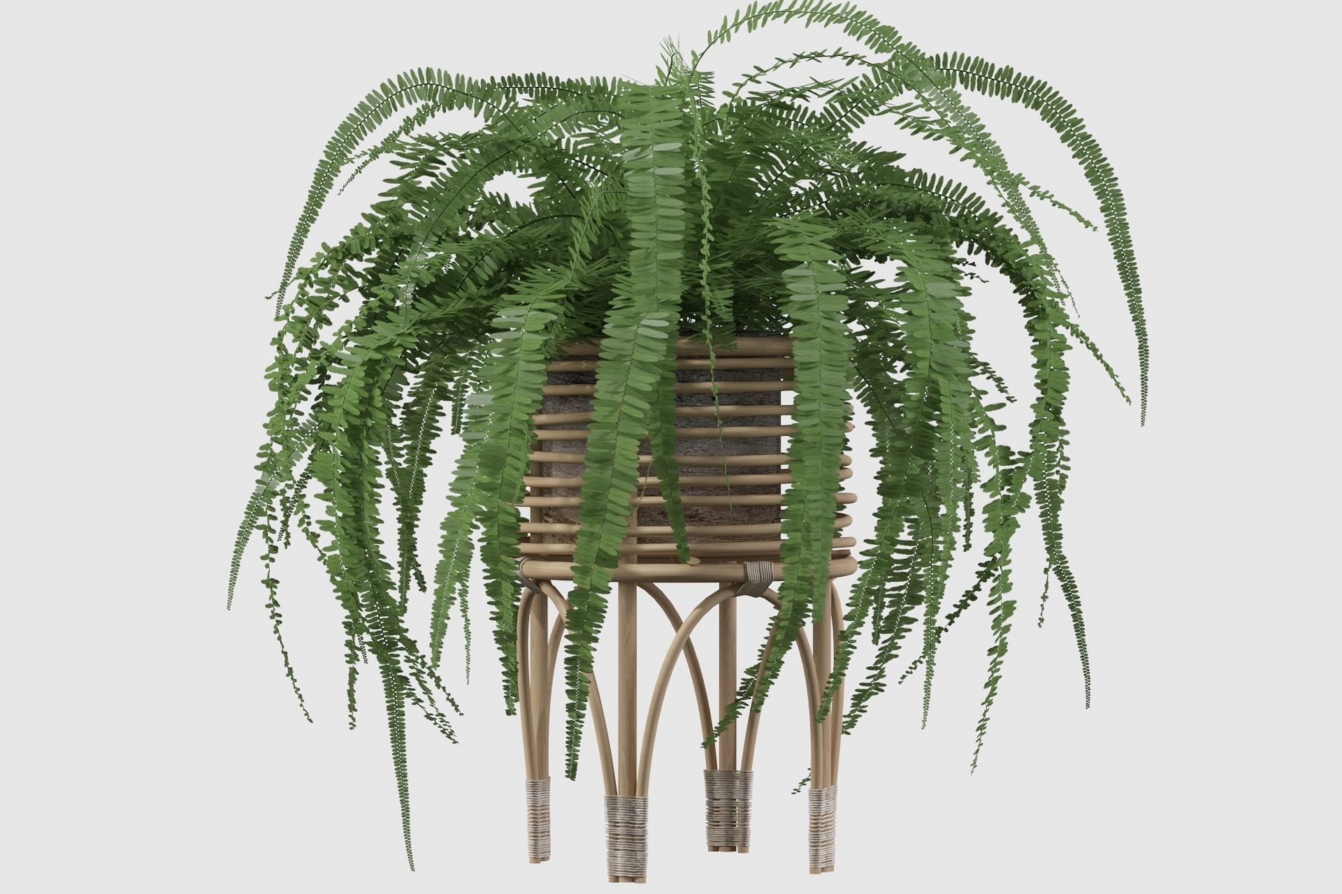 Fern in rattan stand 3D model_20