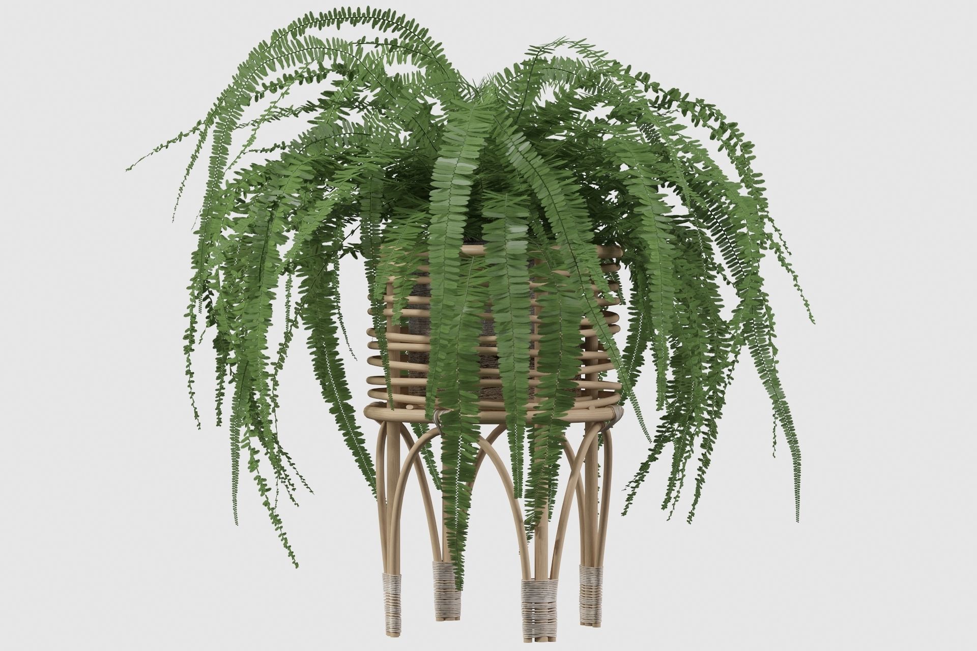 Fern in rattan stand 3D model_8