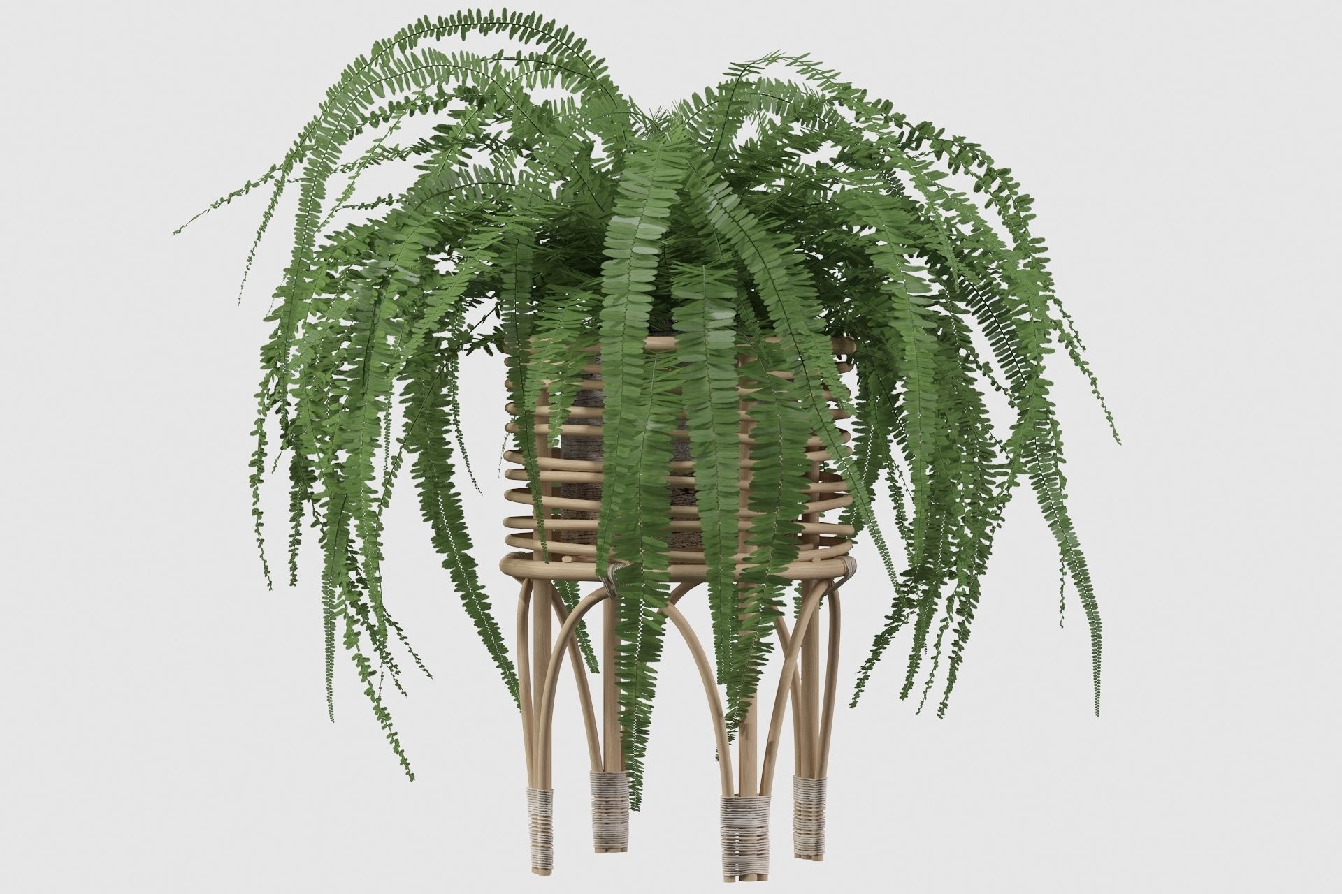Fern in rattan stand 3D model_7