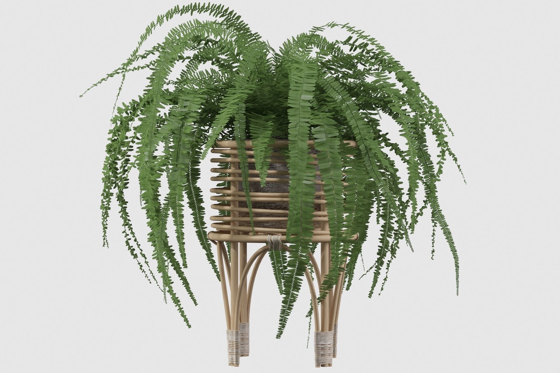 Fern in rattan stand 3D model_6