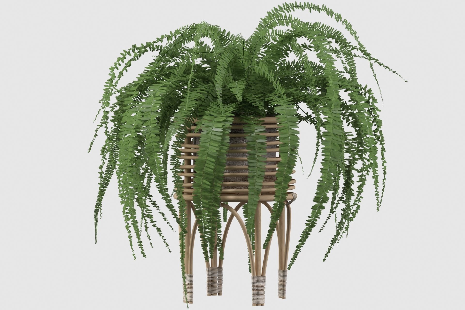 Fern in rattan stand 3D model_17