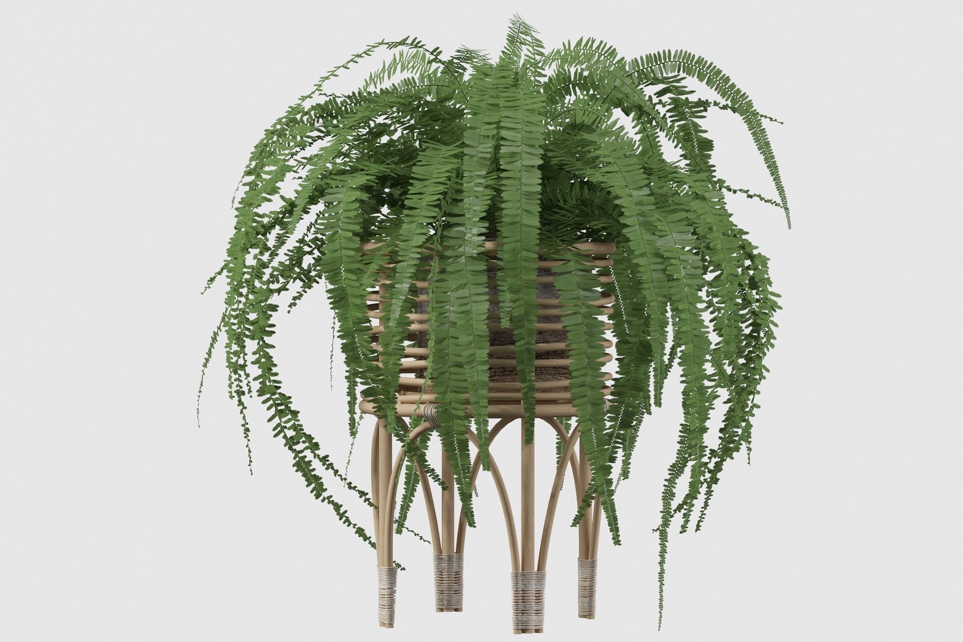 Fern in rattan stand 3D model_27