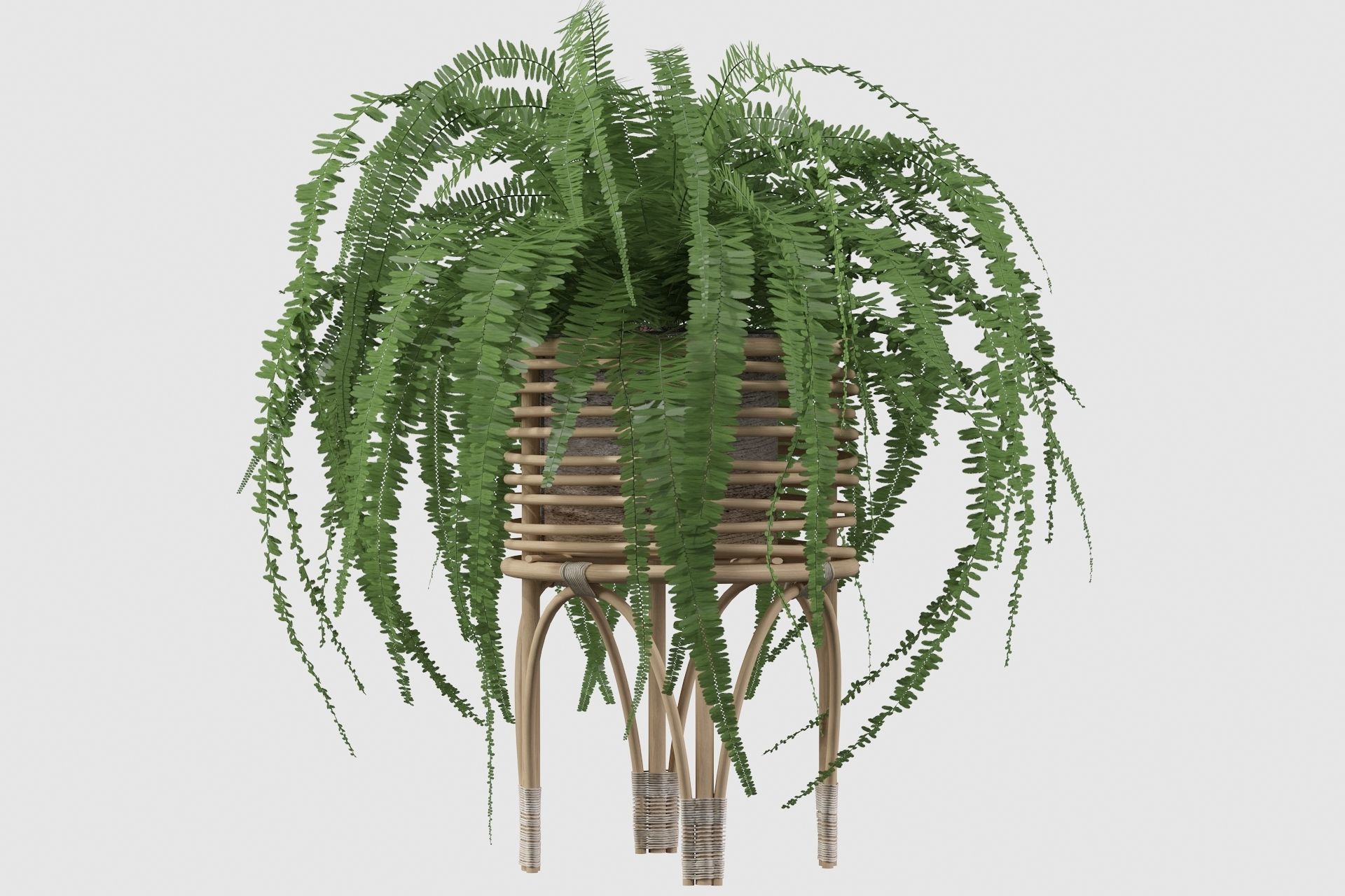 Fern in rattan stand 3D model_14