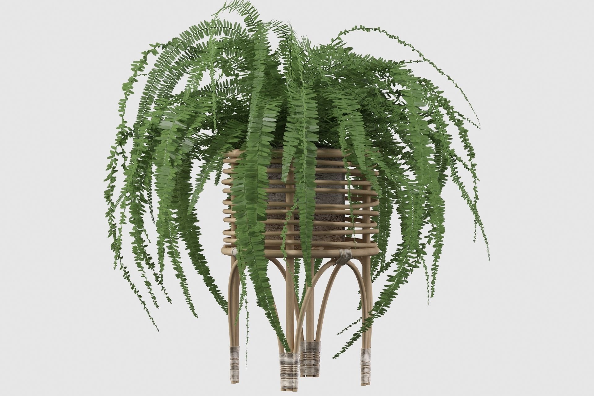 Fern in rattan stand 3D model_10