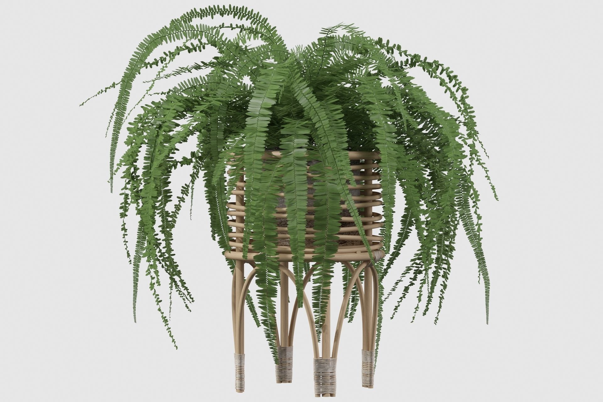 Fern in rattan stand 3D model_24