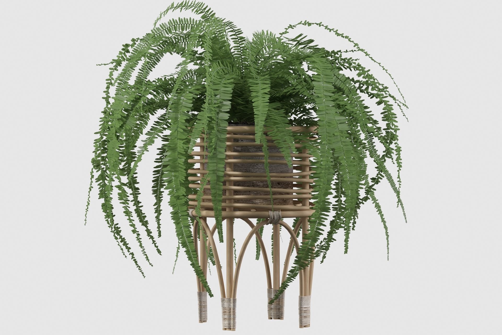 Fern in rattan stand 3D model_11