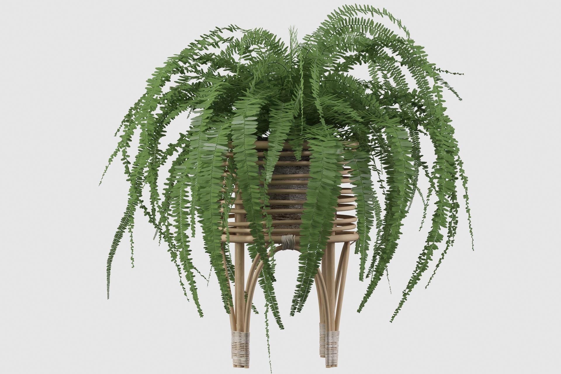 Fern in rattan stand 3D model_15