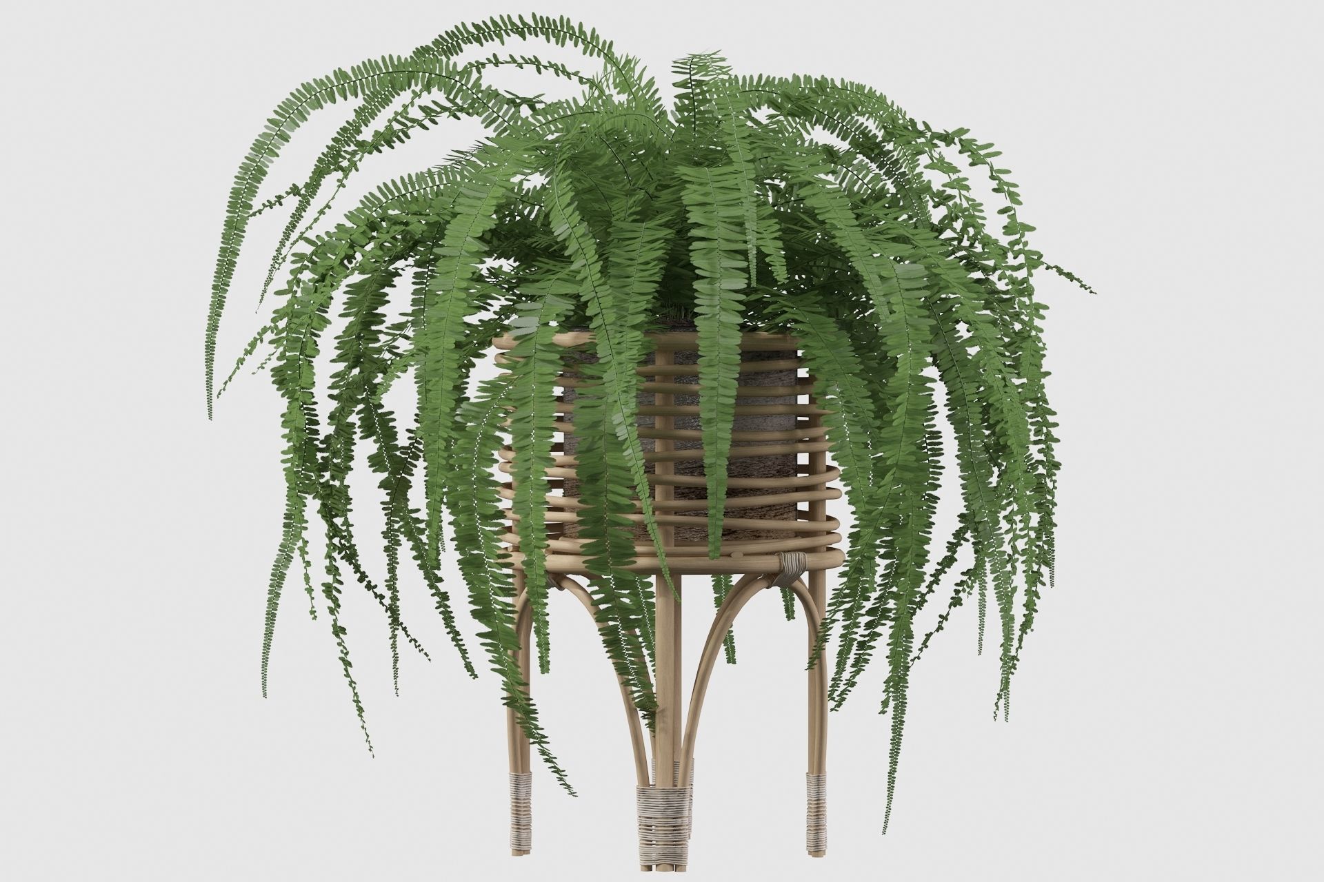Fern in rattan stand 3D model_29