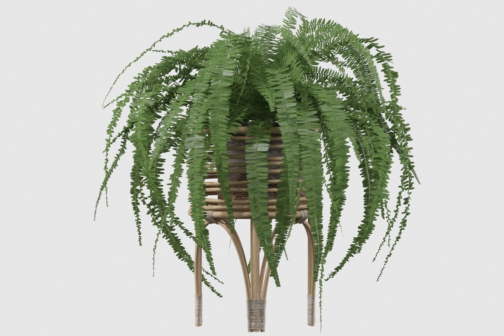 Fern in rattan stand 3D model_19