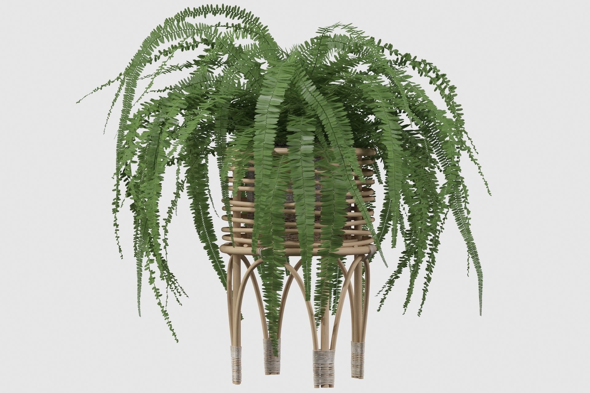 Fern in rattan stand 3D model_30