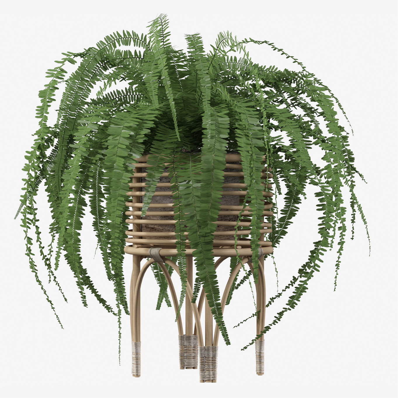 Fern in rattan stand 3D model_2